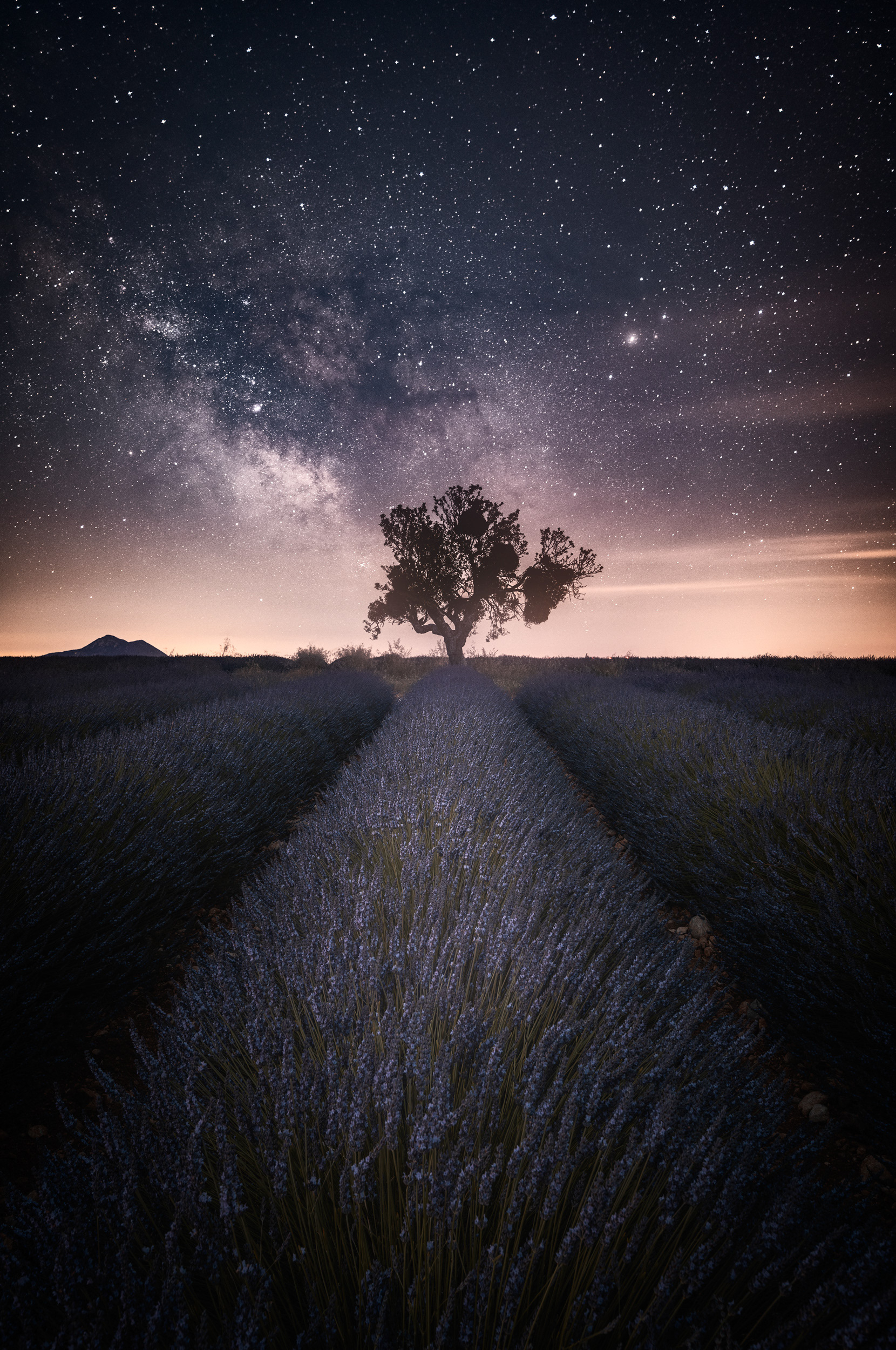 Milky Way Over Tree in Lavender Field