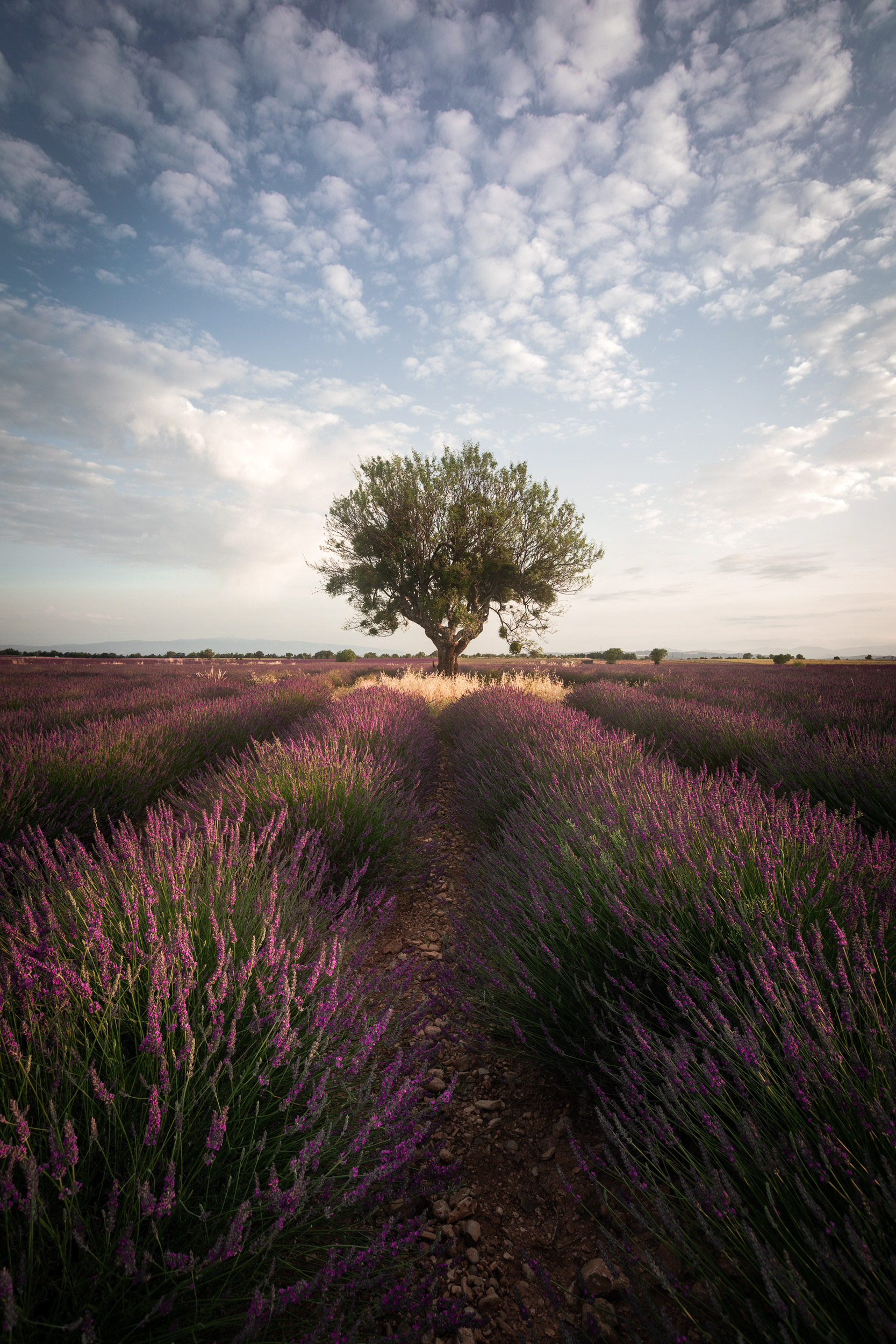 Lavender Field with Lone Tree – Provence Summer Bloom, France