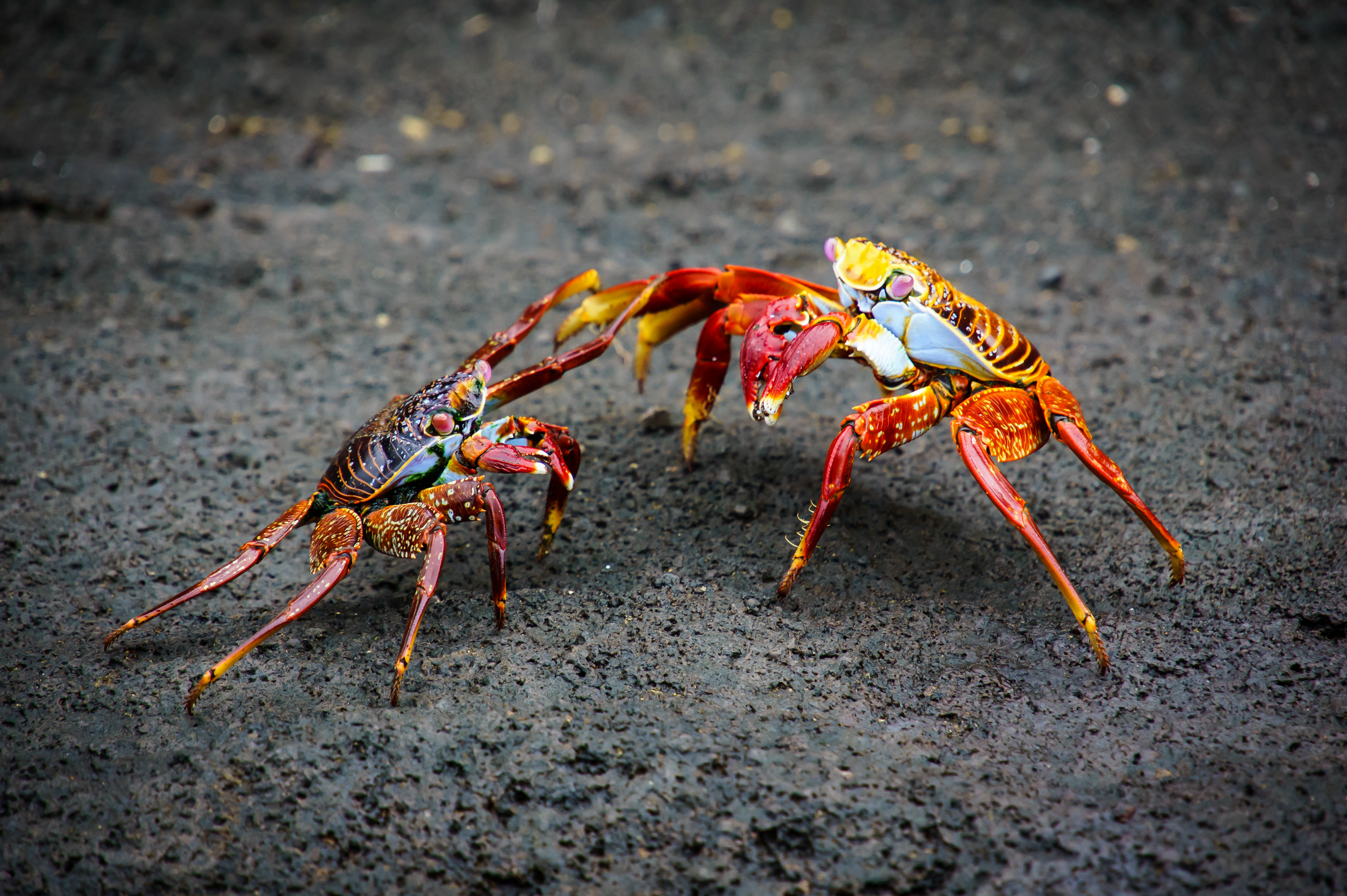 Crabs Battle