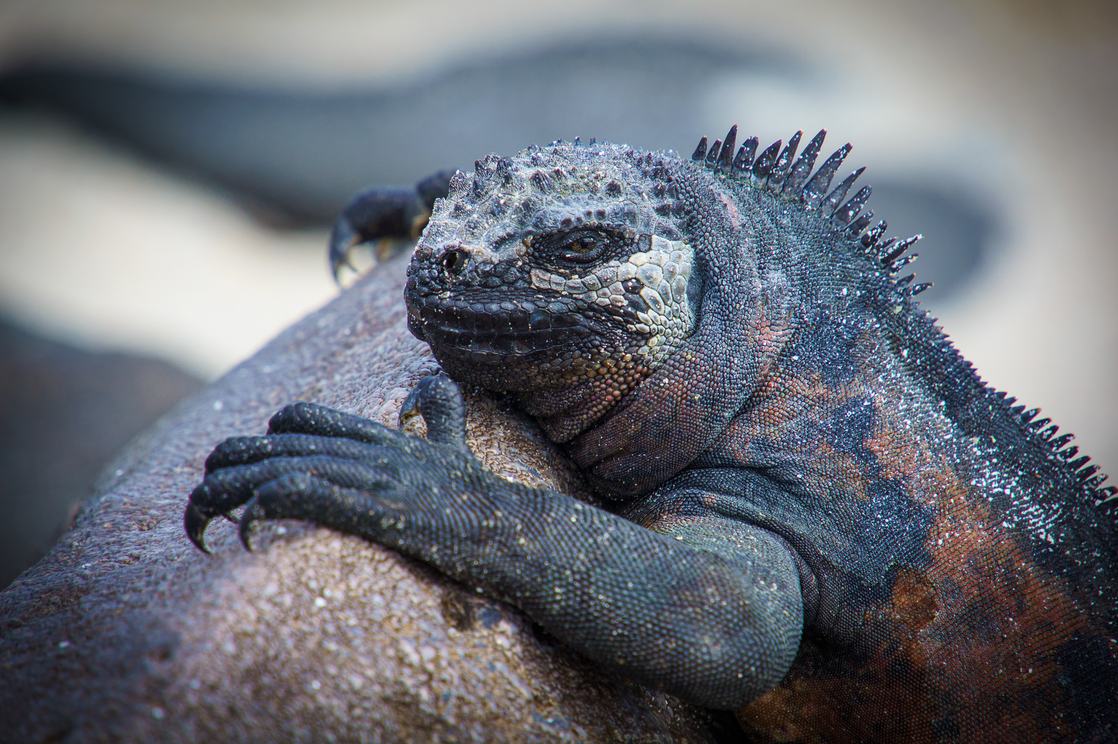 Marine Iguana