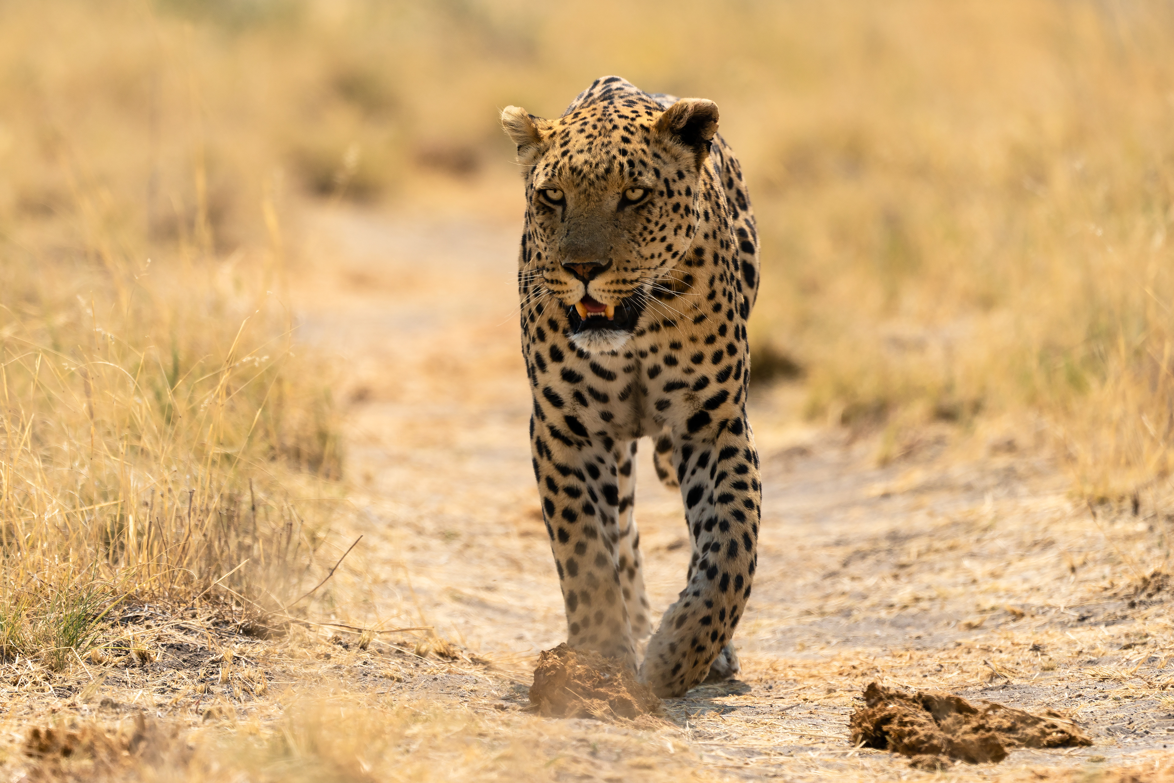 On Elephant’s Trail