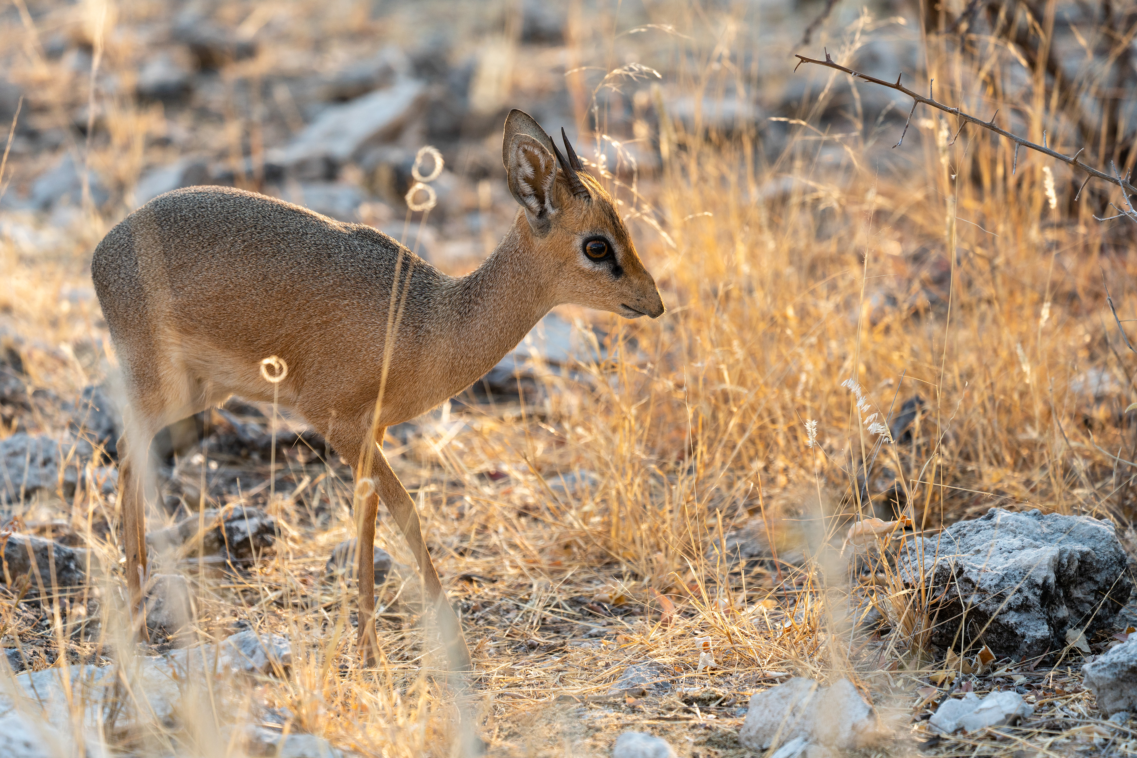 What's for Breakfast?