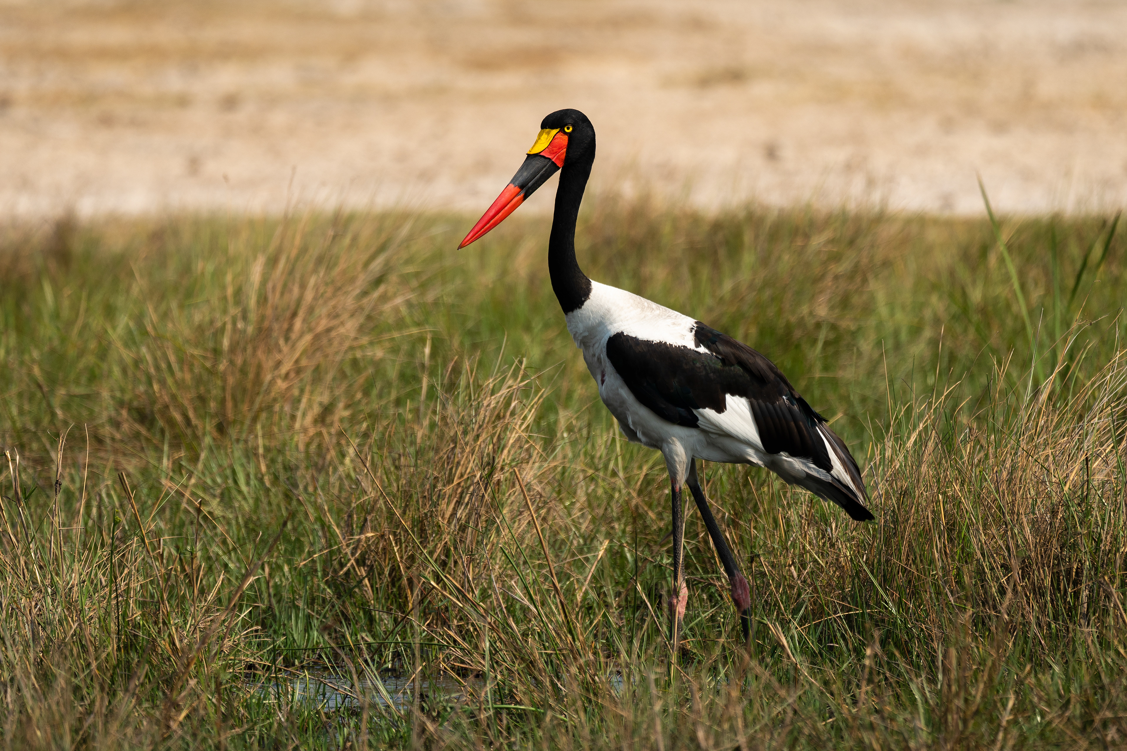Fishing in the Delta