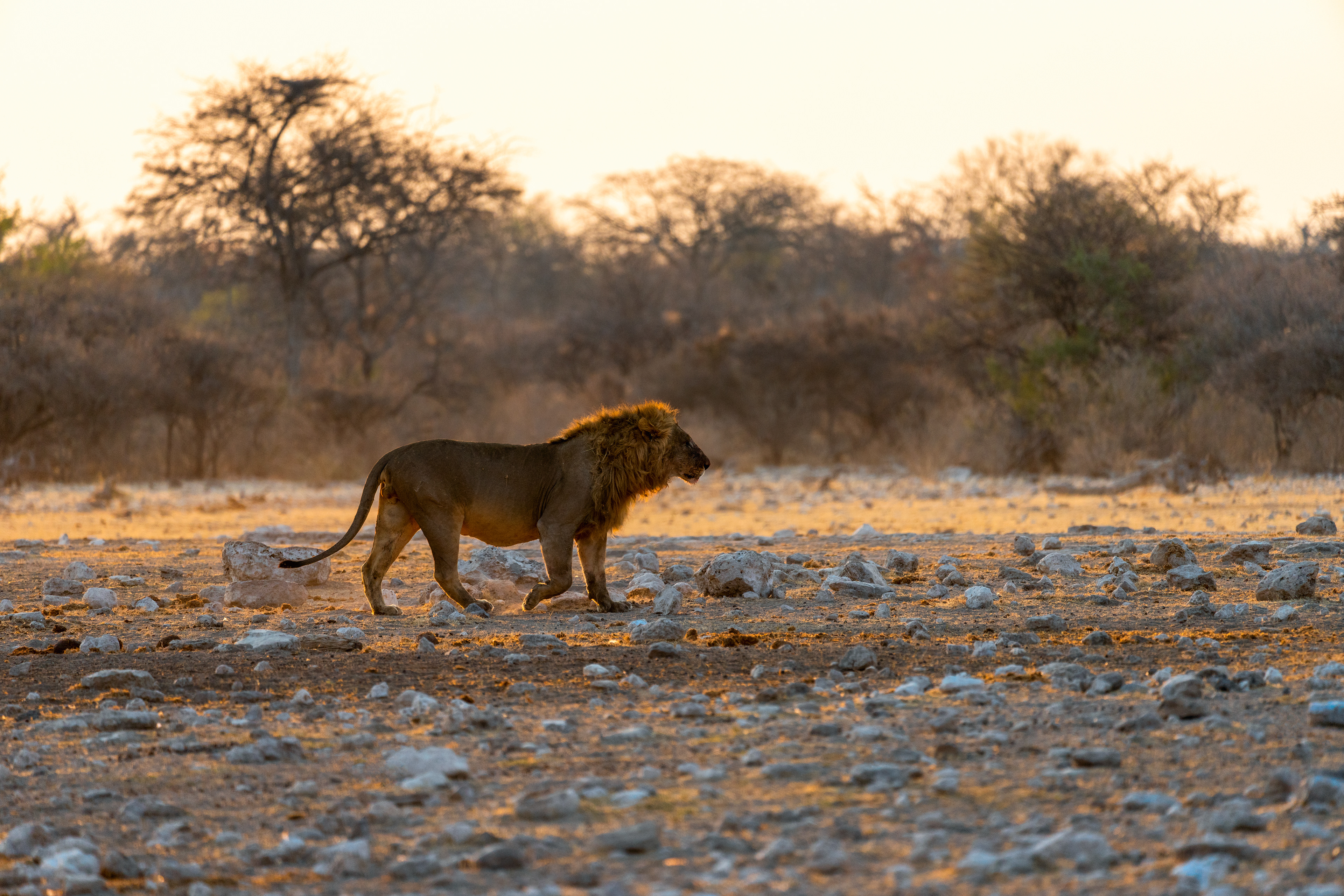 Early in the Morning