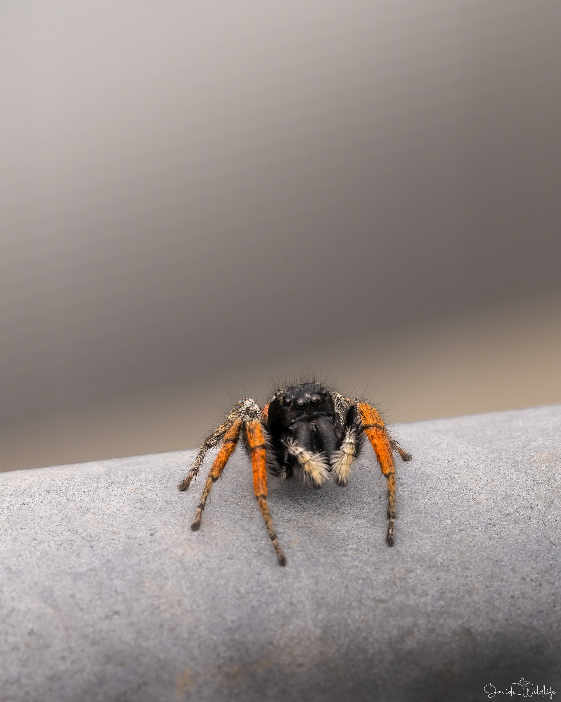Philaeus chrysops