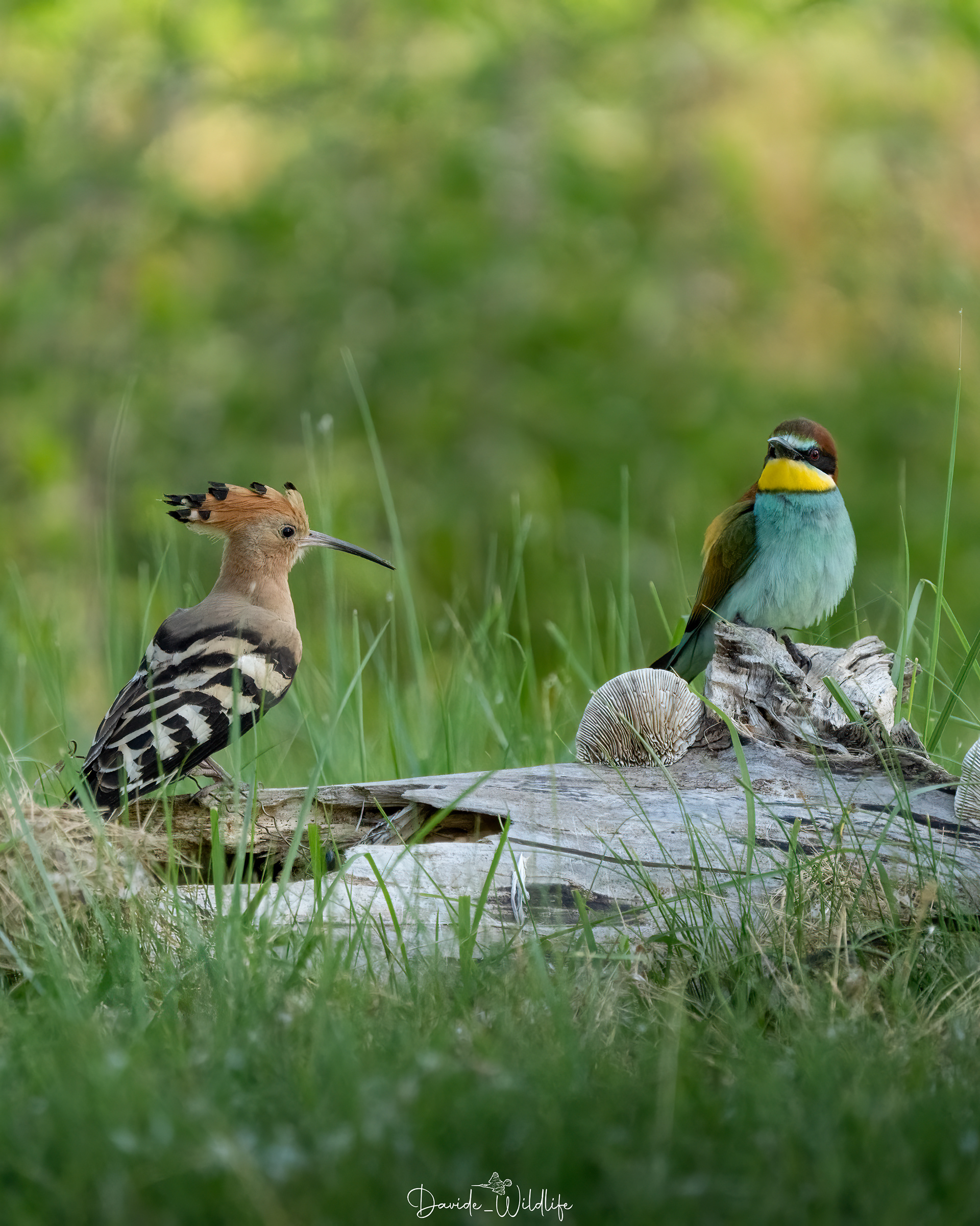 upupa e grucccione