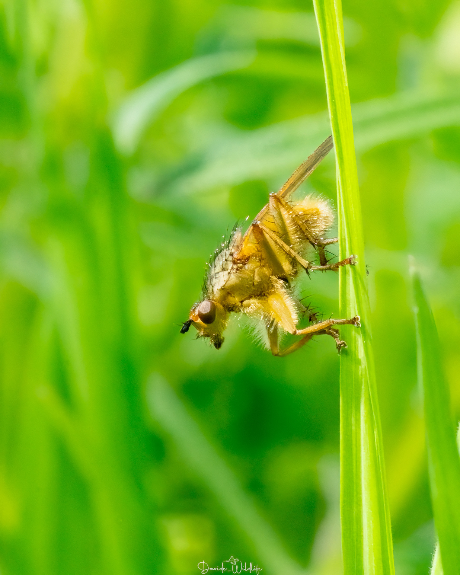 mosca gialla