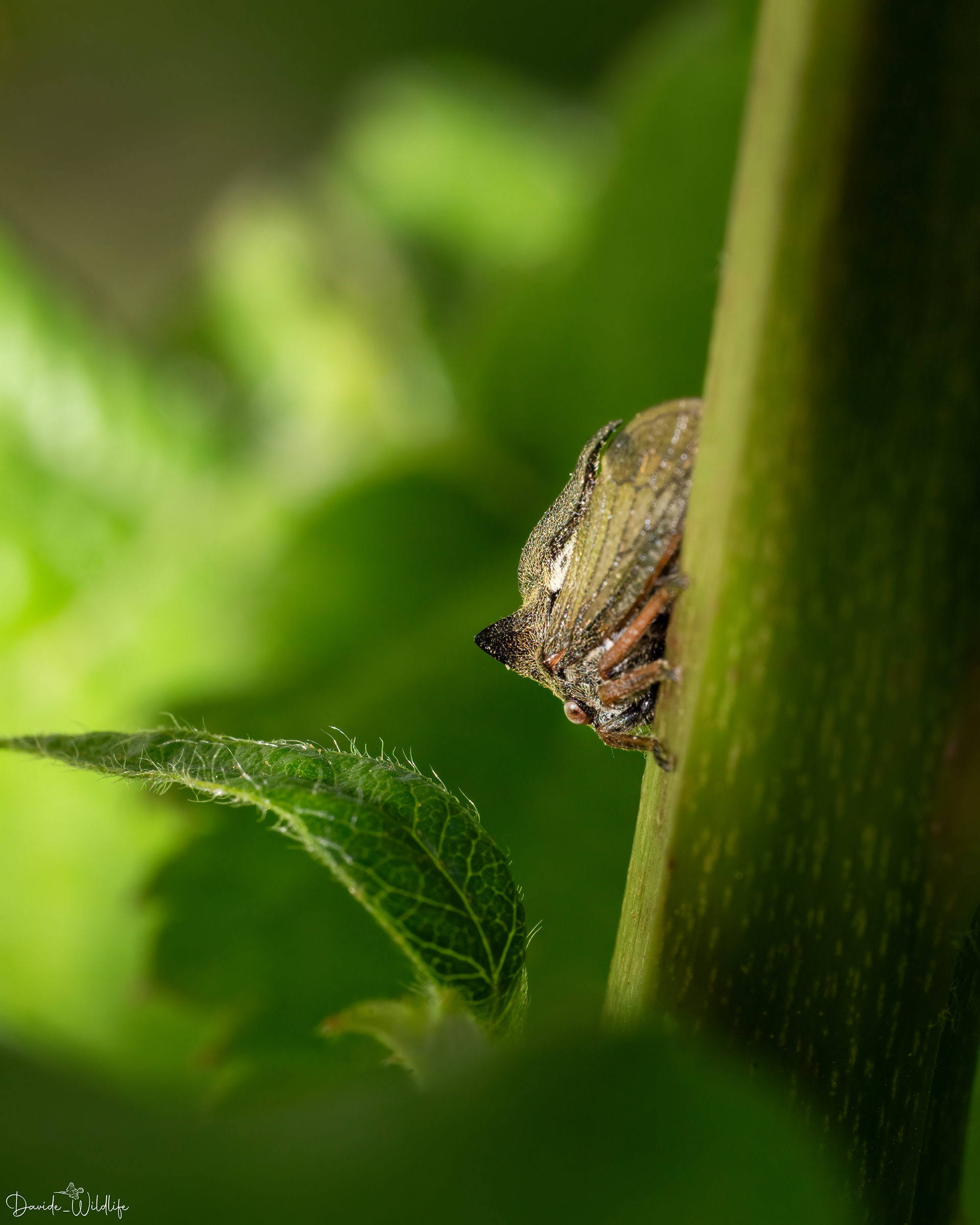 centrotus cornutus
