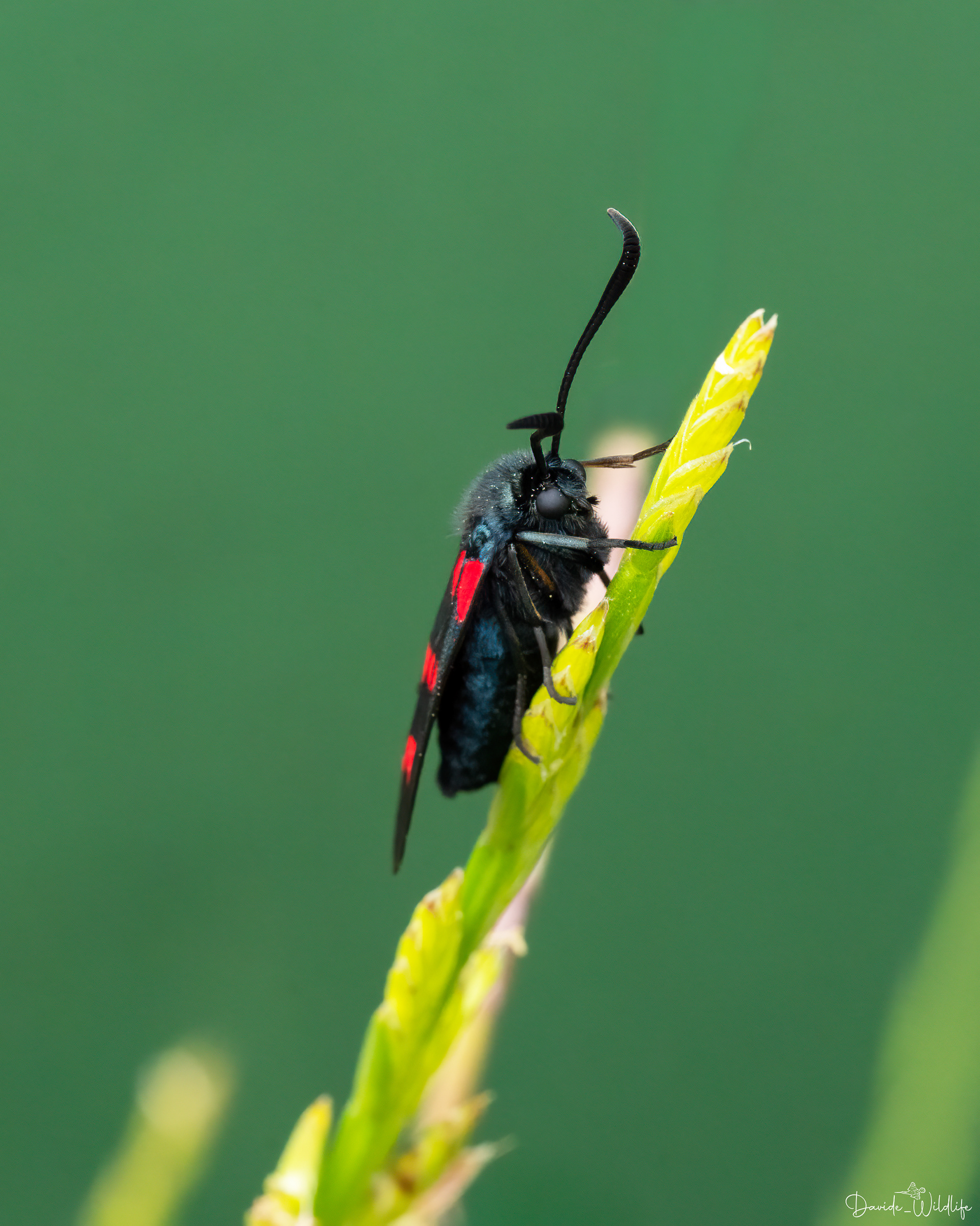 Zygaena filipendulae