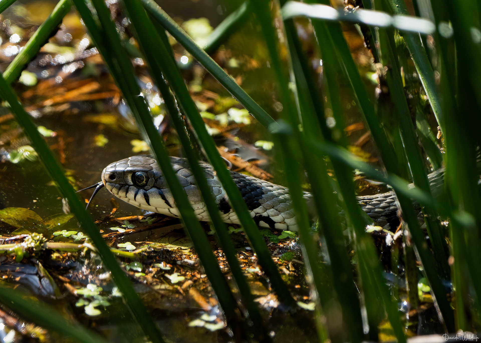 natrix