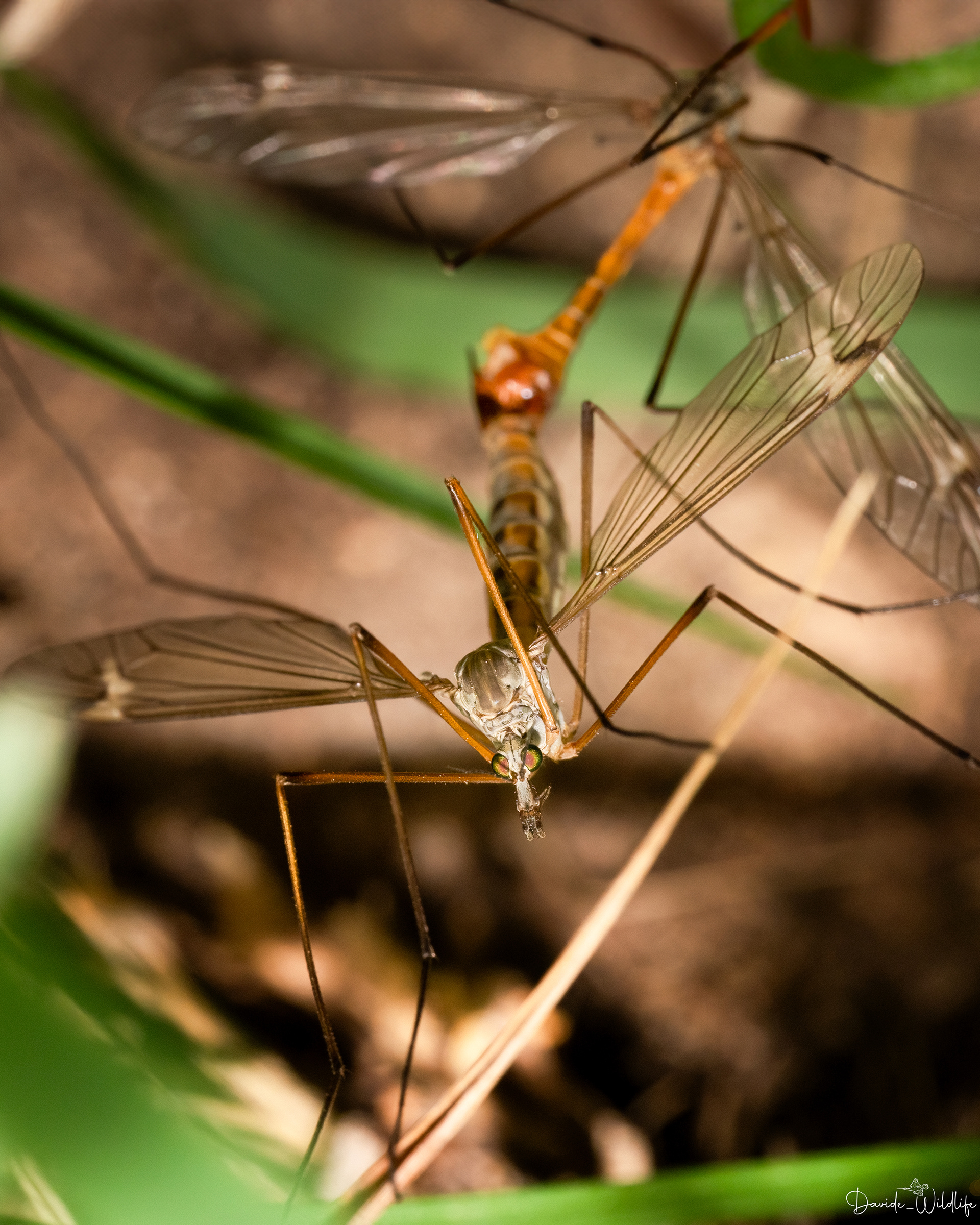 tipula