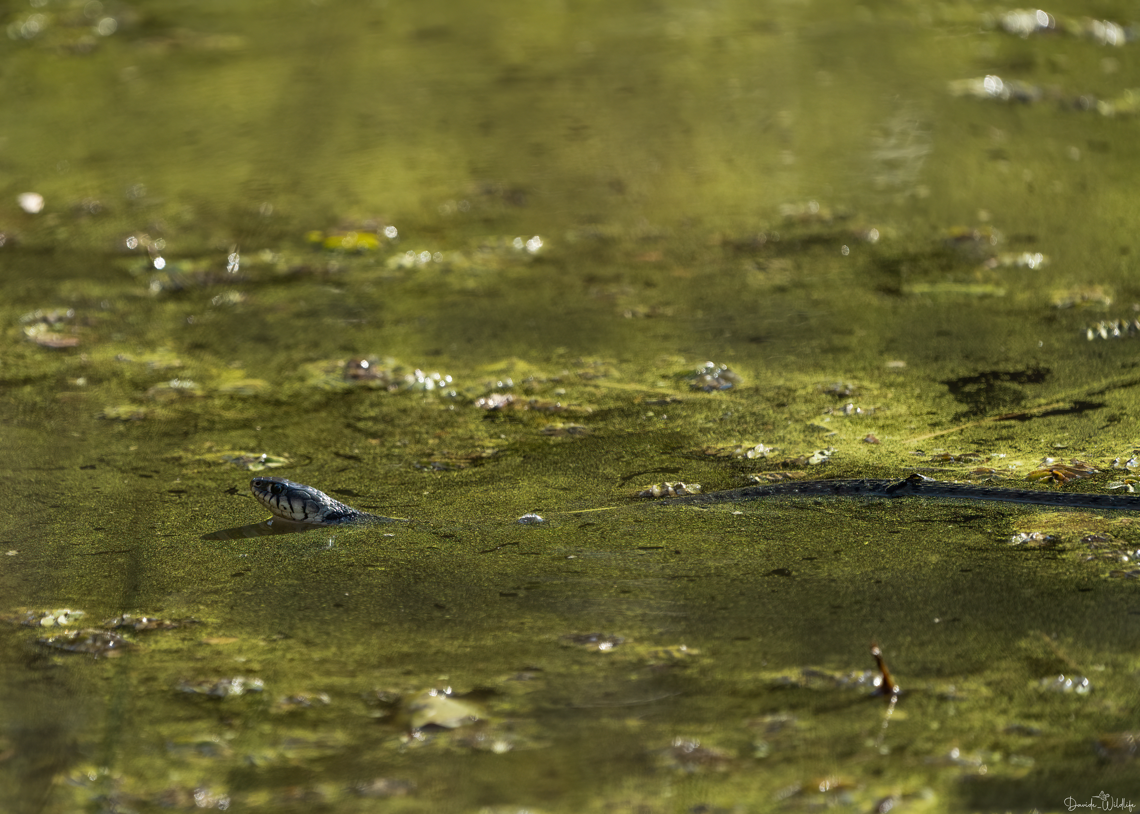natrix