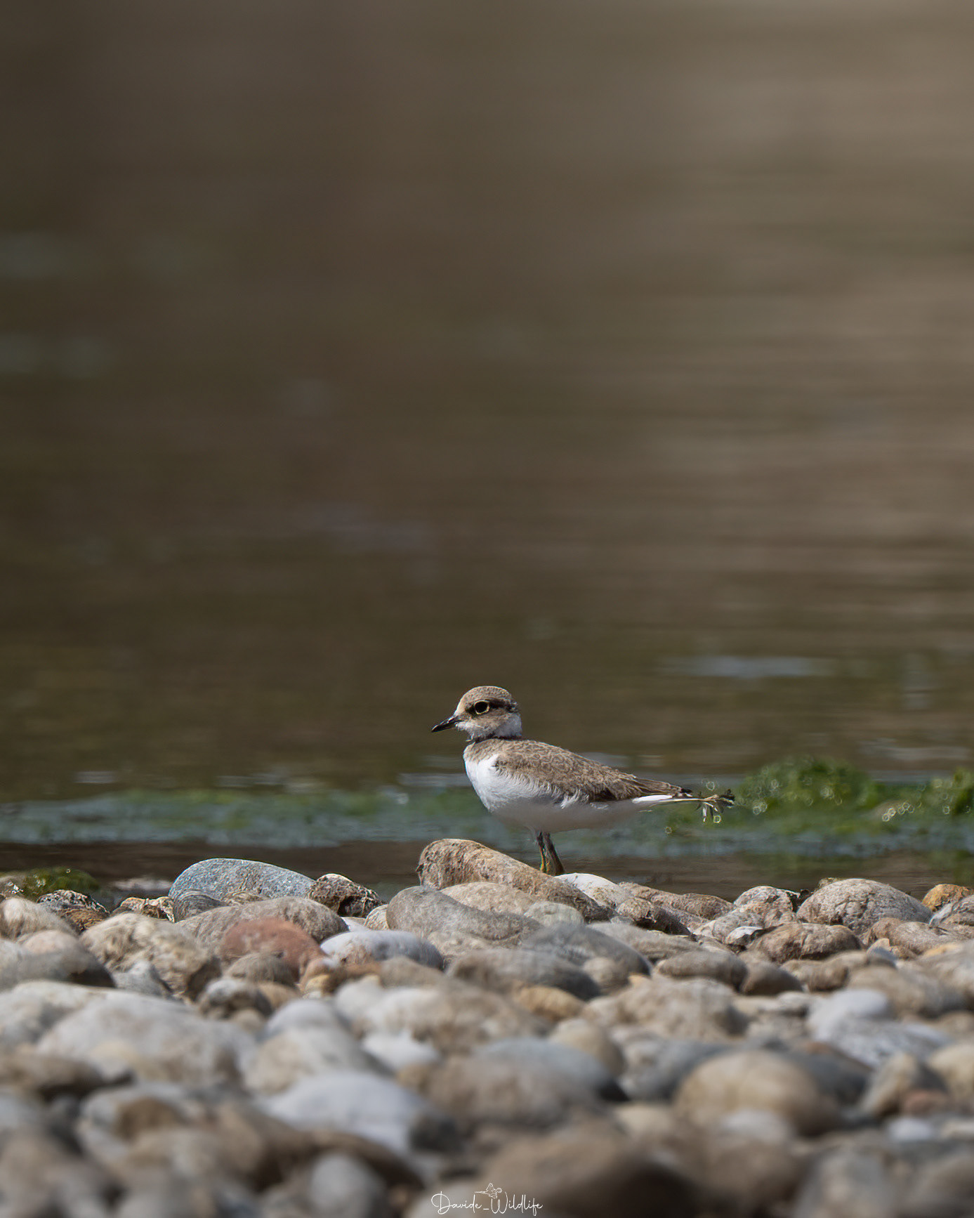 piccolo di corriere piccolo