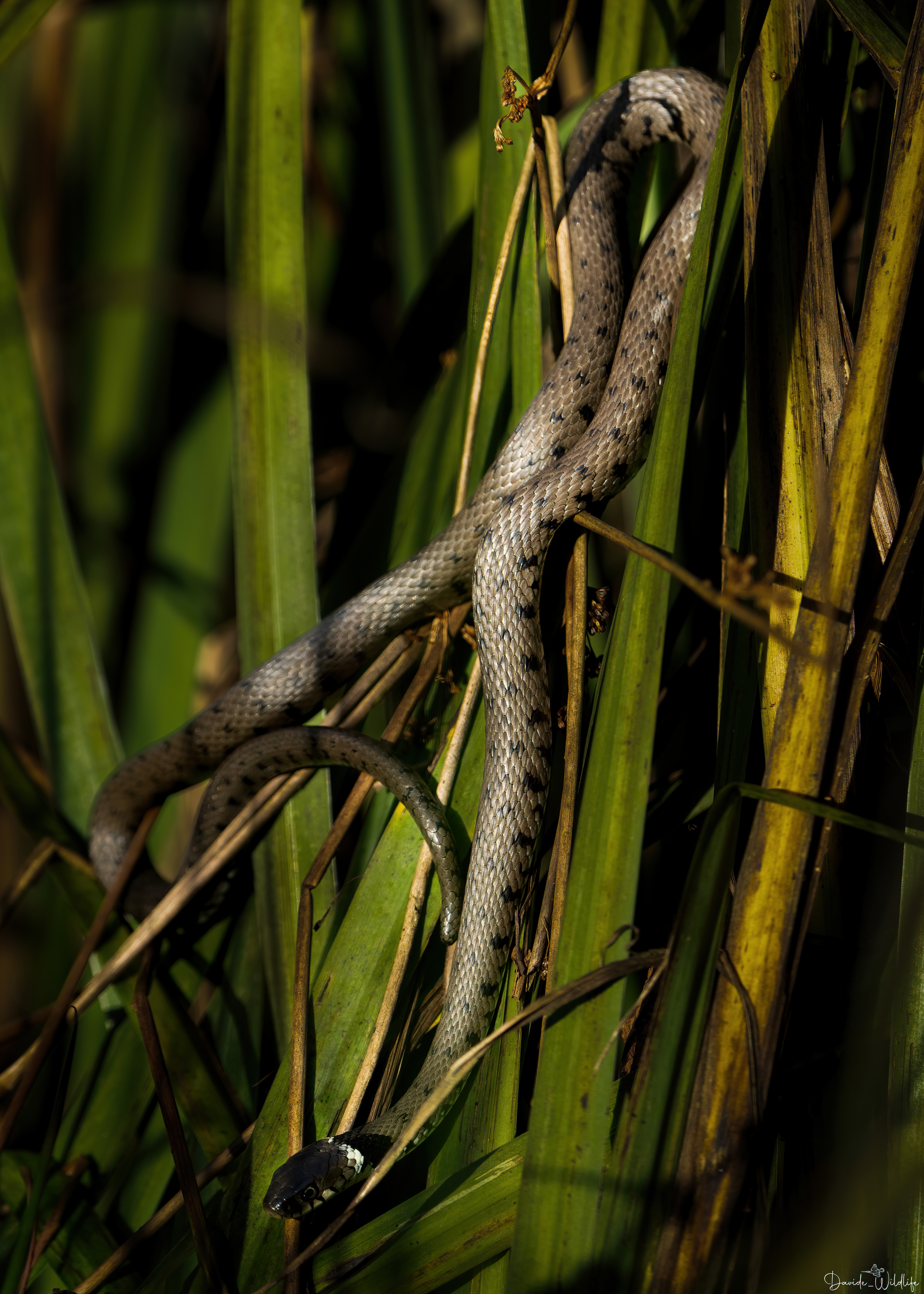 natrix