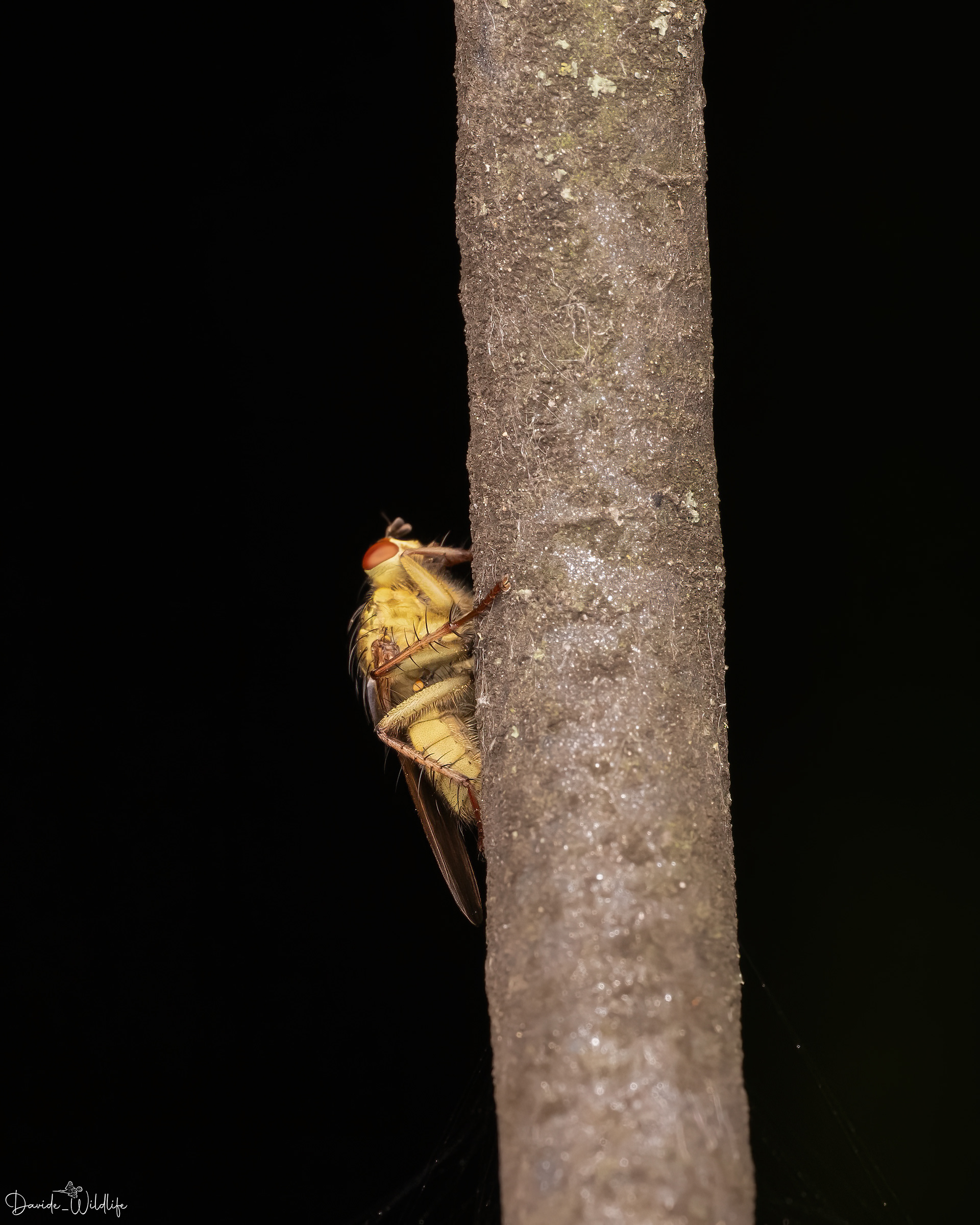 mosca gialla