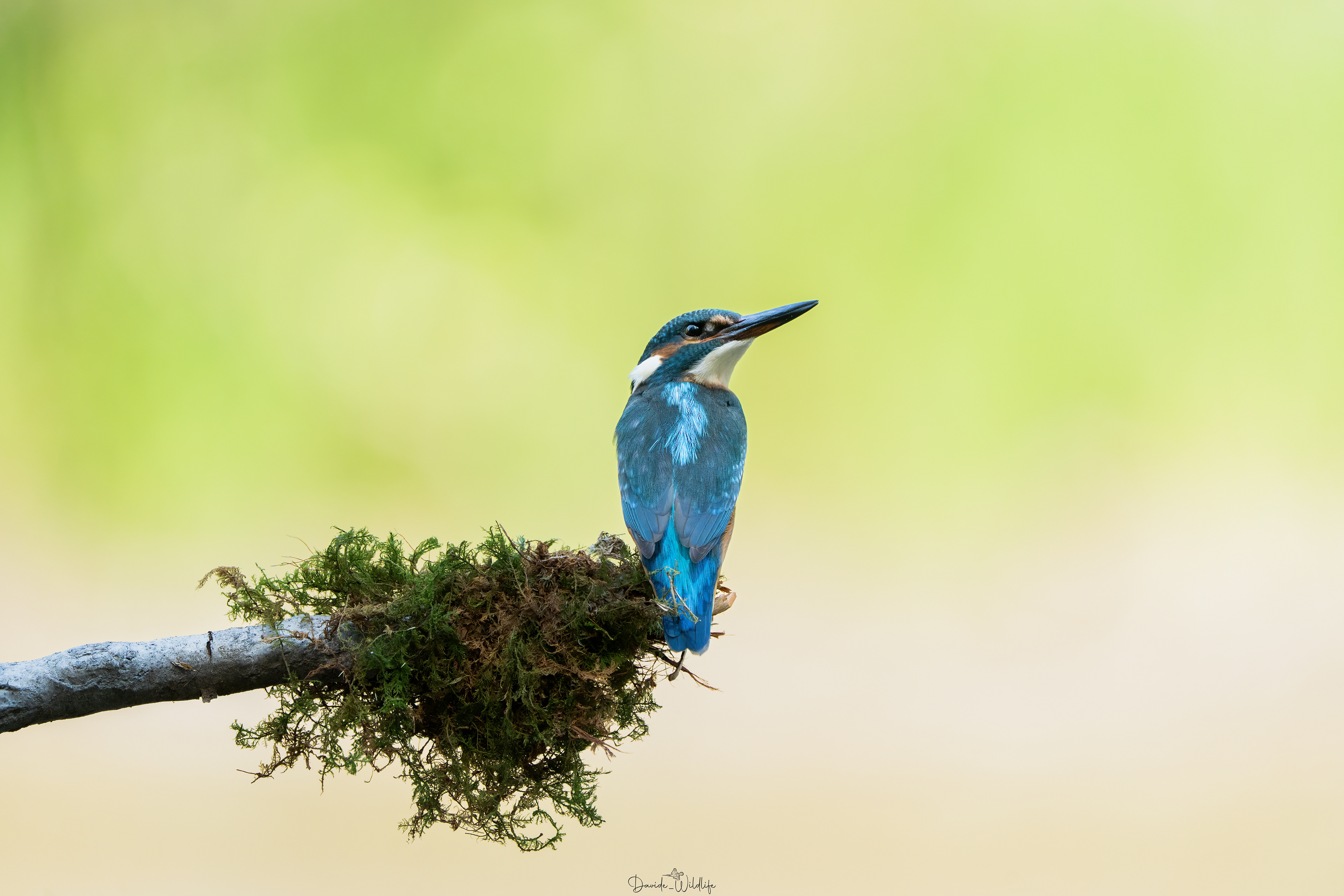 Martin pescatore intera 