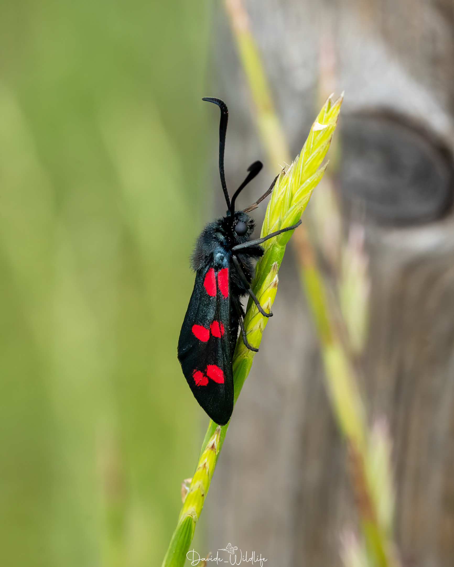 Zygaena filipendulae