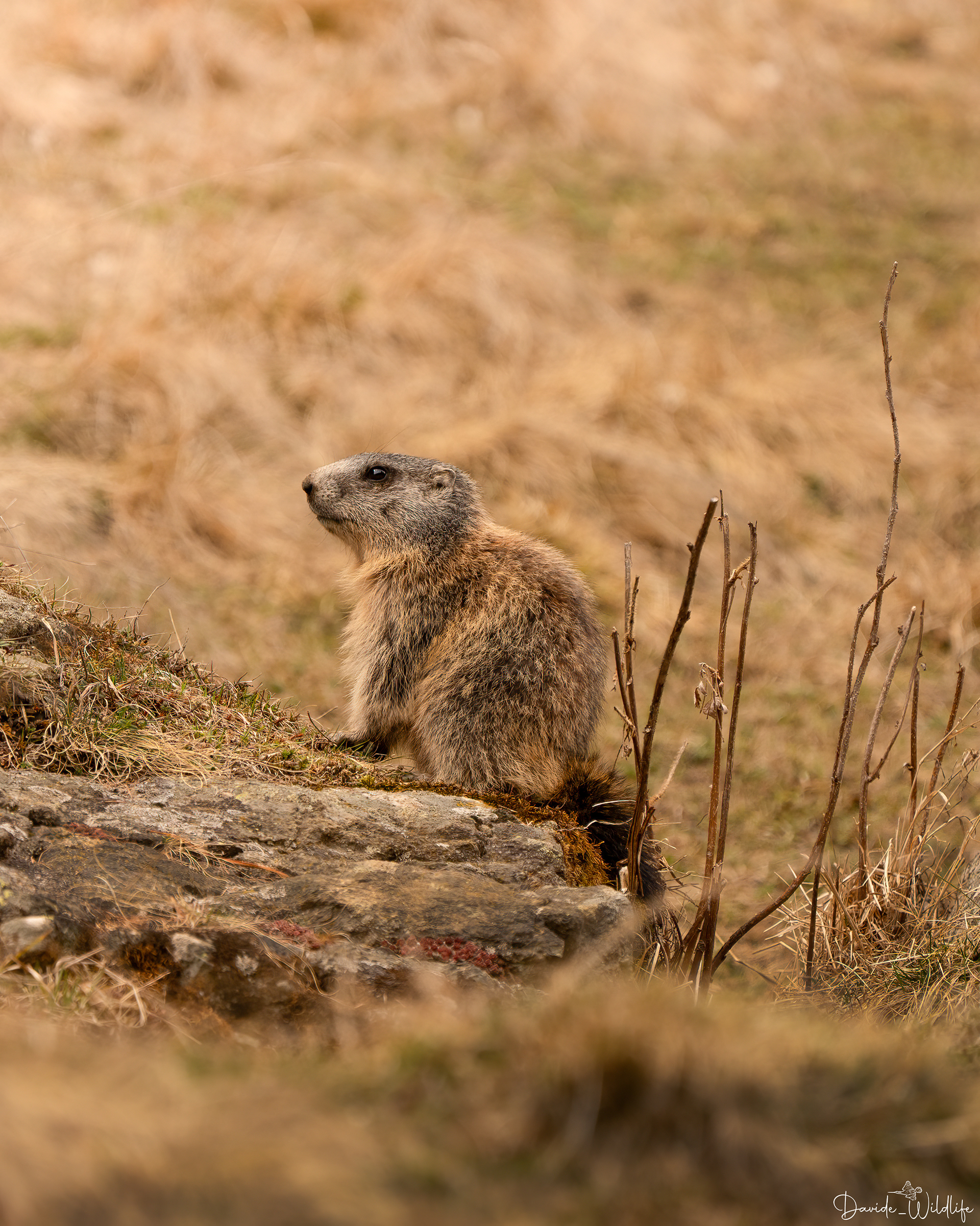 marmotta 