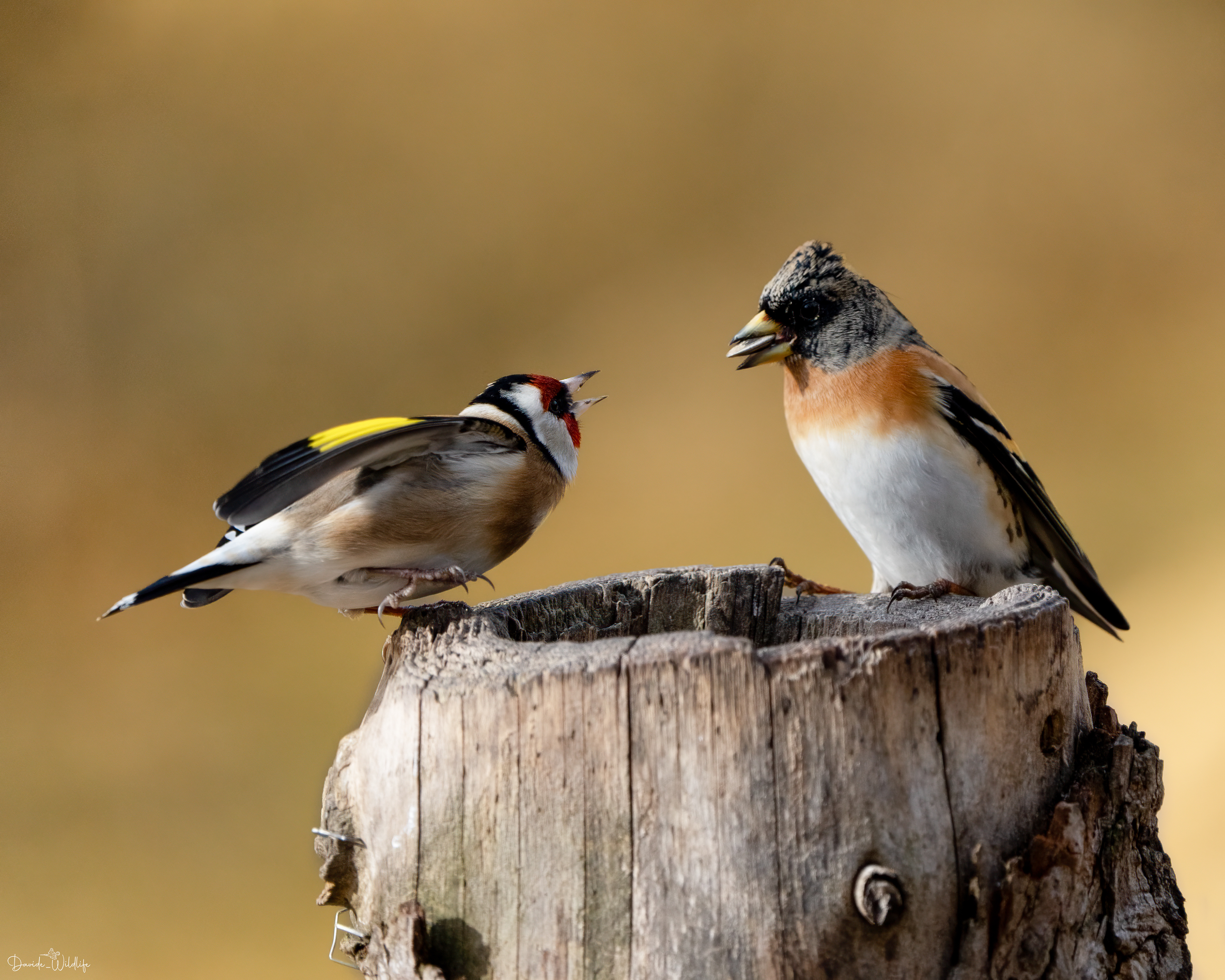 cardellino e peppola