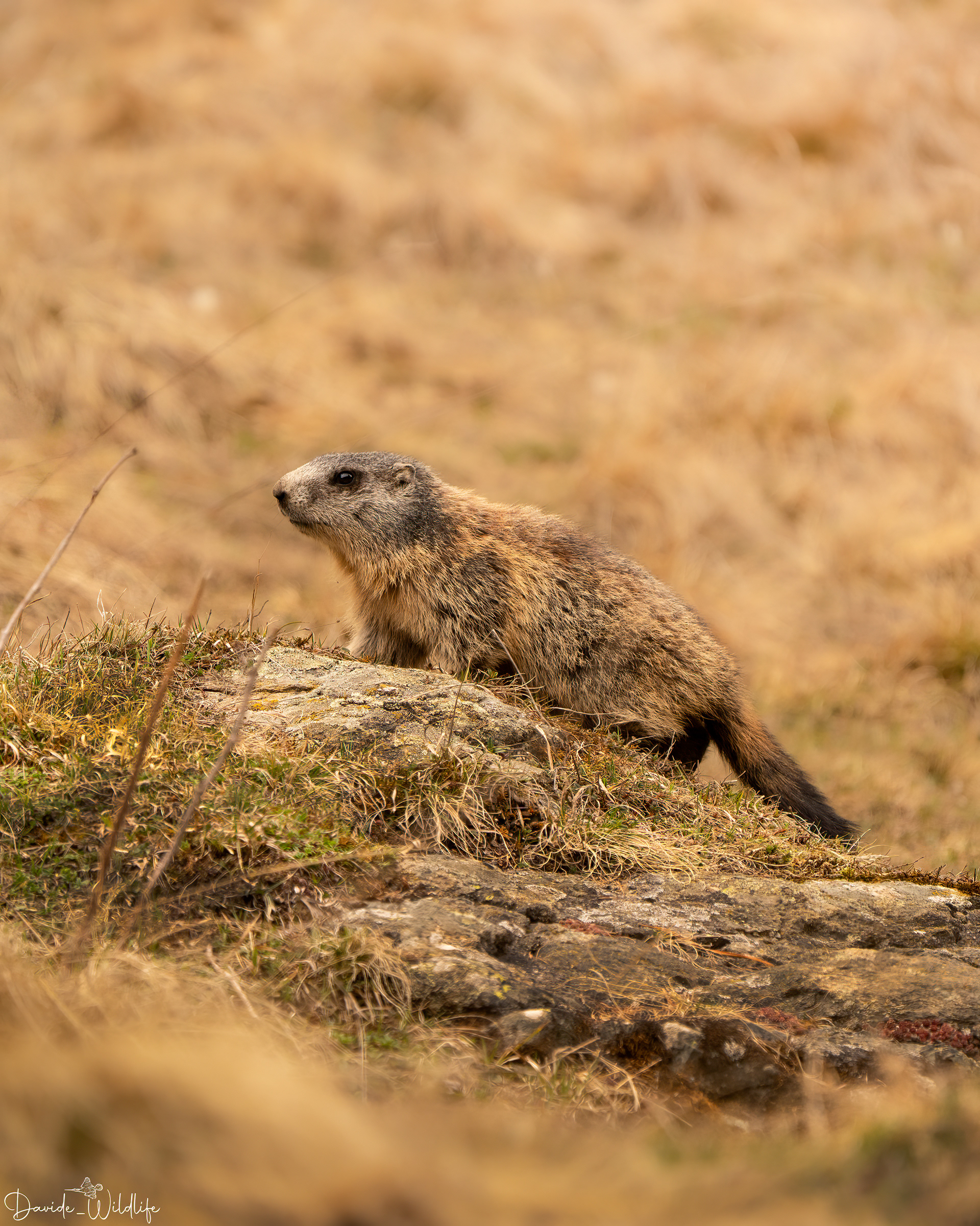 marmotta 