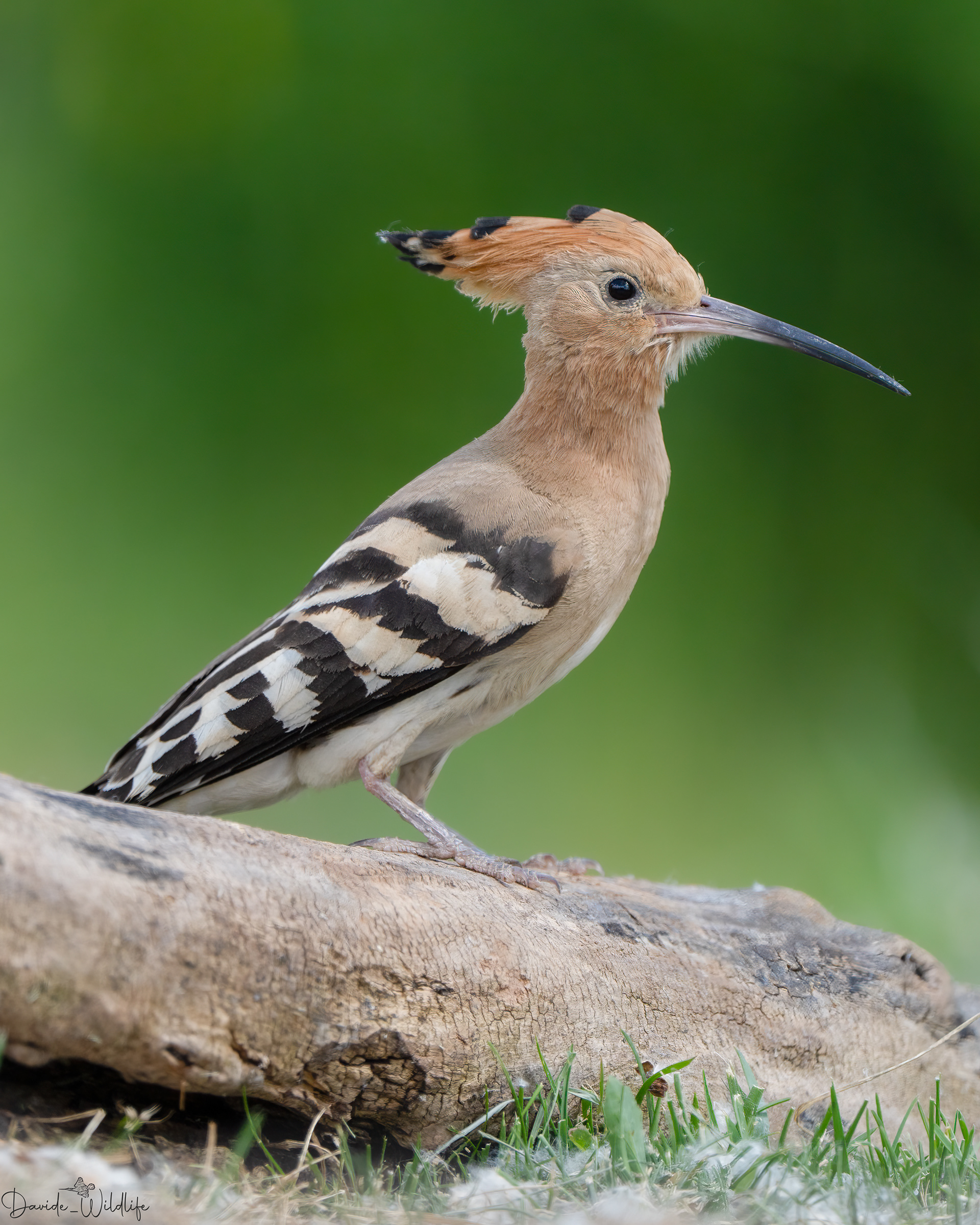 upupa