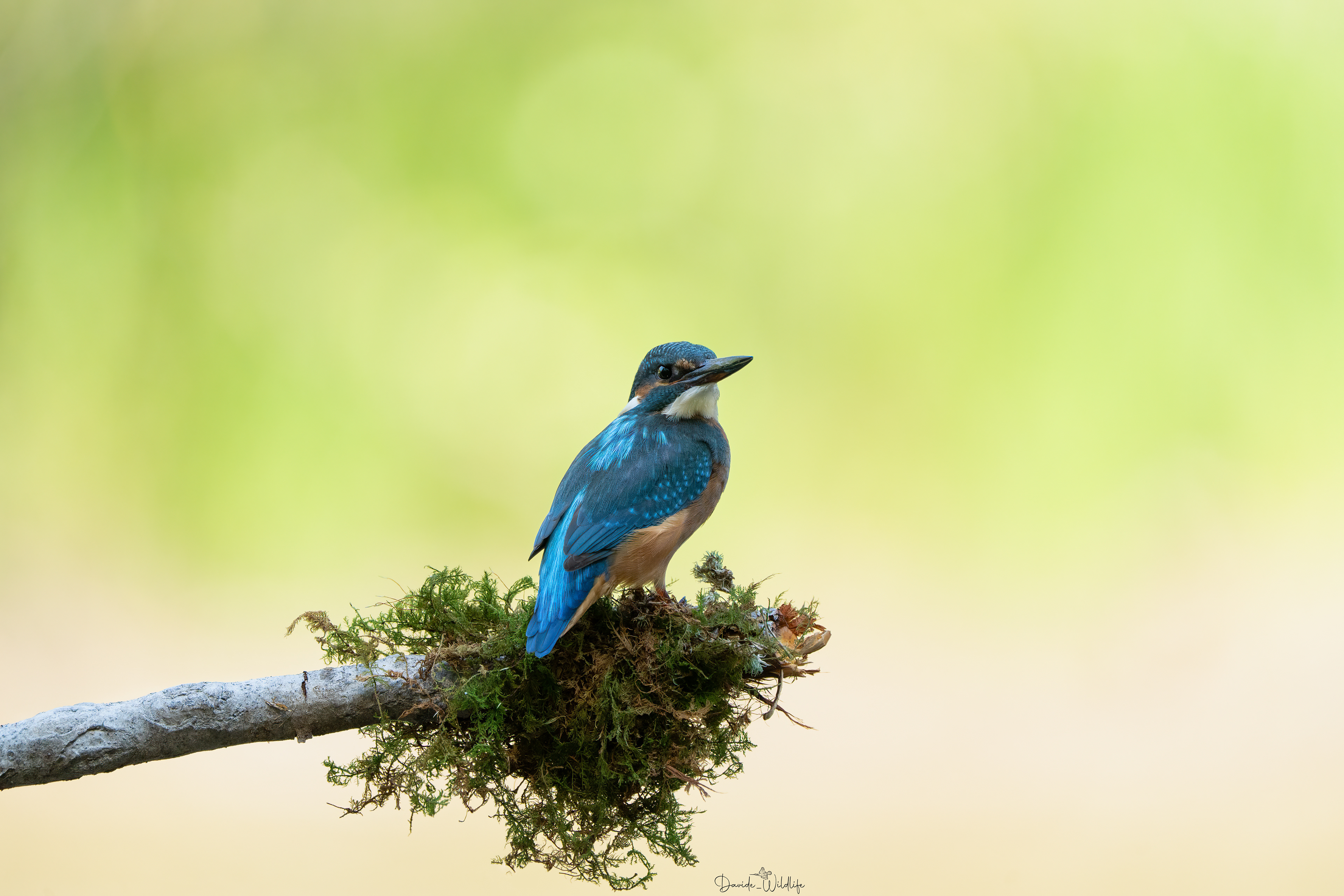 Martin pescatore intera 