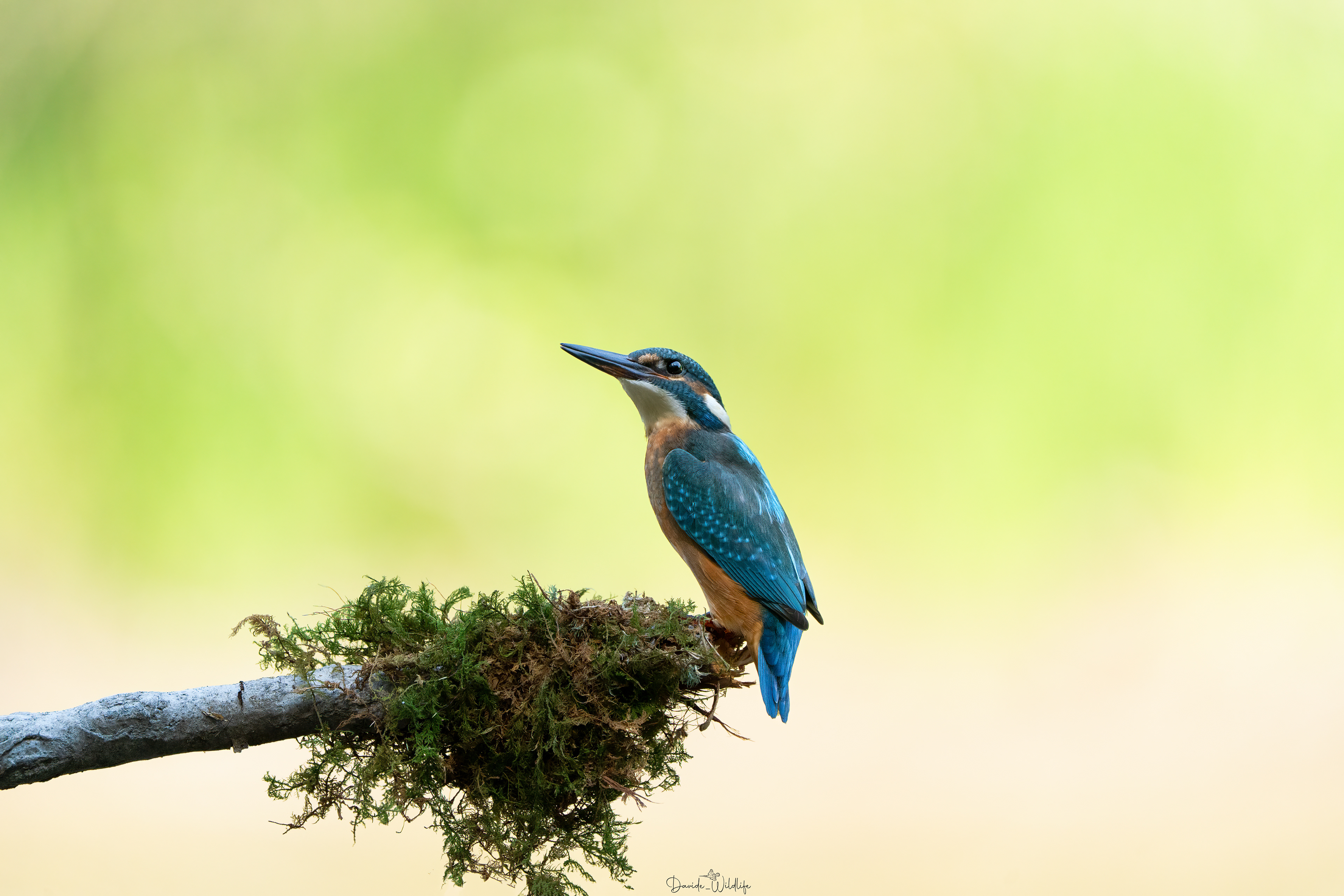 Martin pescatore intera 