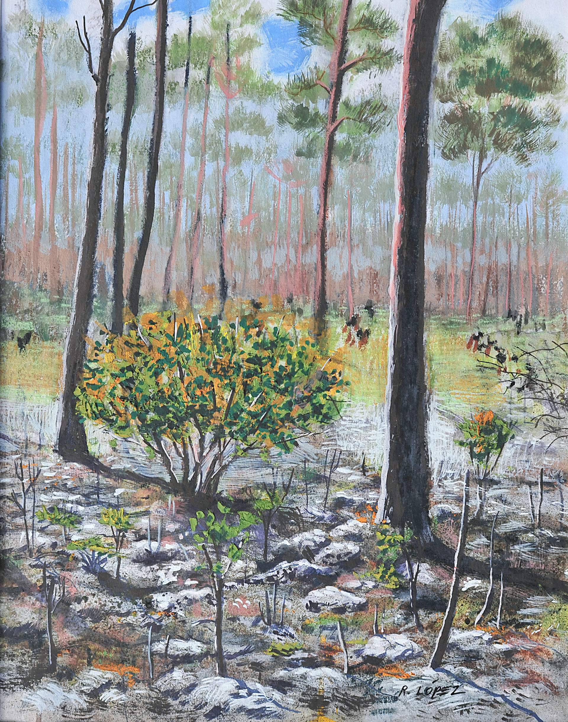 Everglades Trail After Prescribed Burn. Charred Slash Pine Charcoal and Mixed Media. 14x11 inches