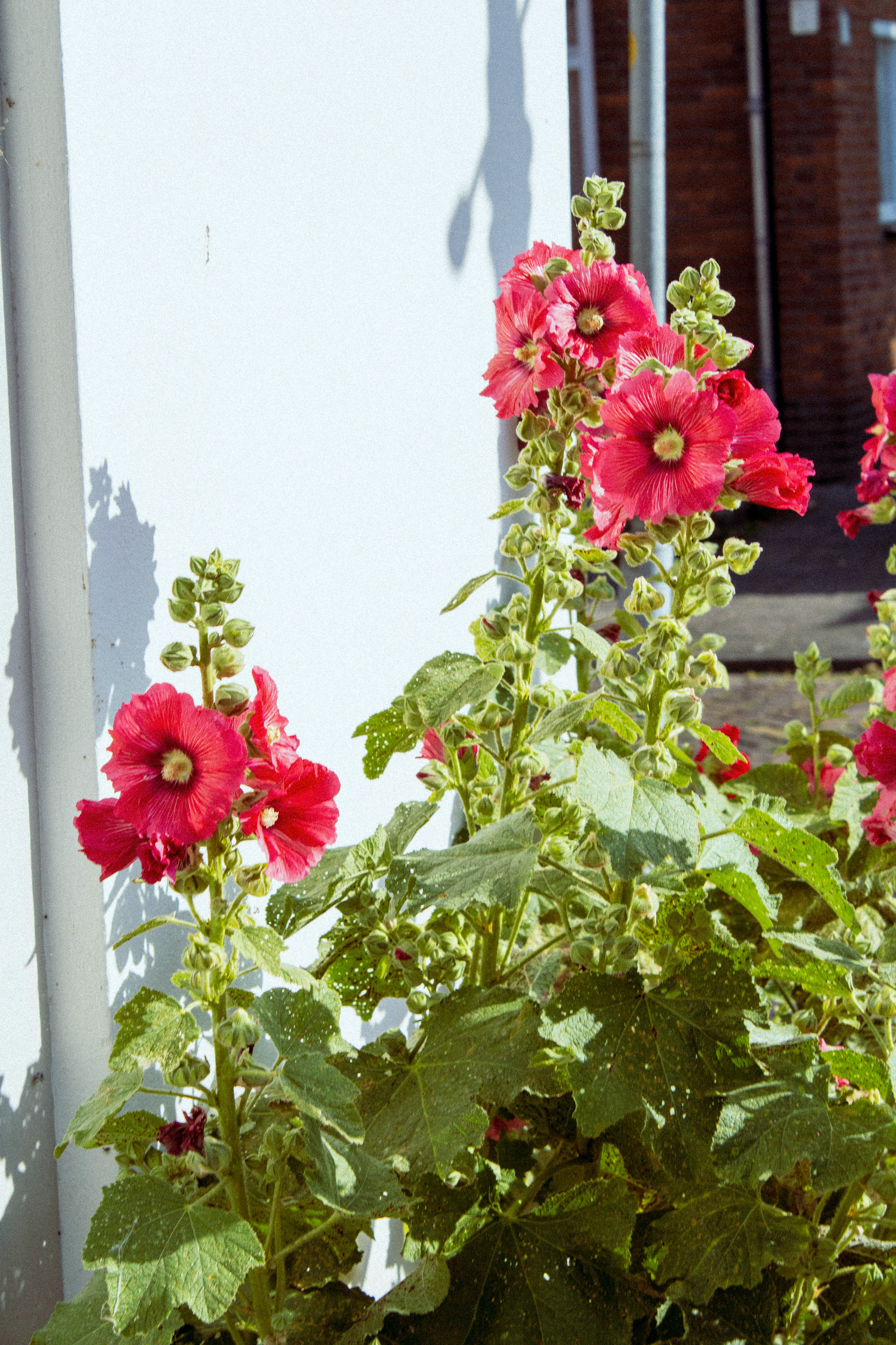 Bloemen