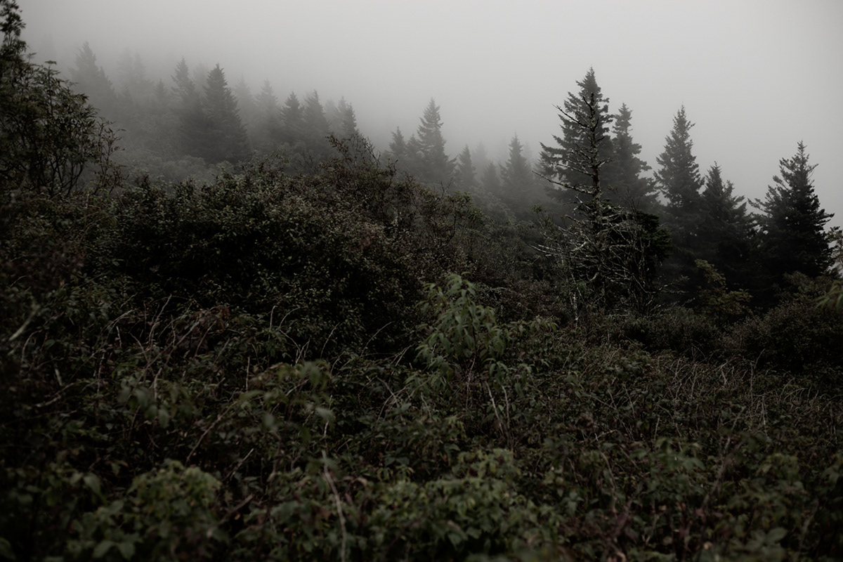 Pisgah National Forest, 2020.