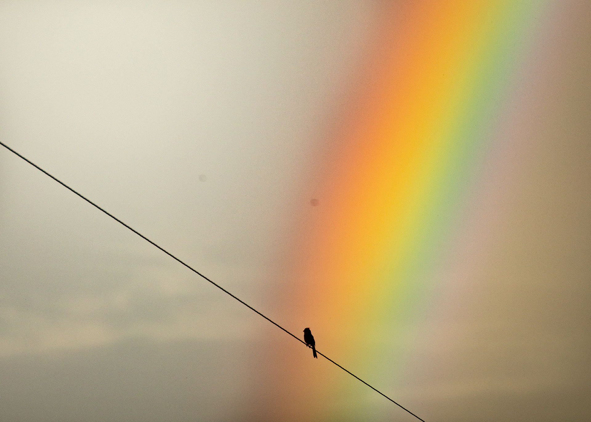 A cardinal sits on a power line during a rainbow.