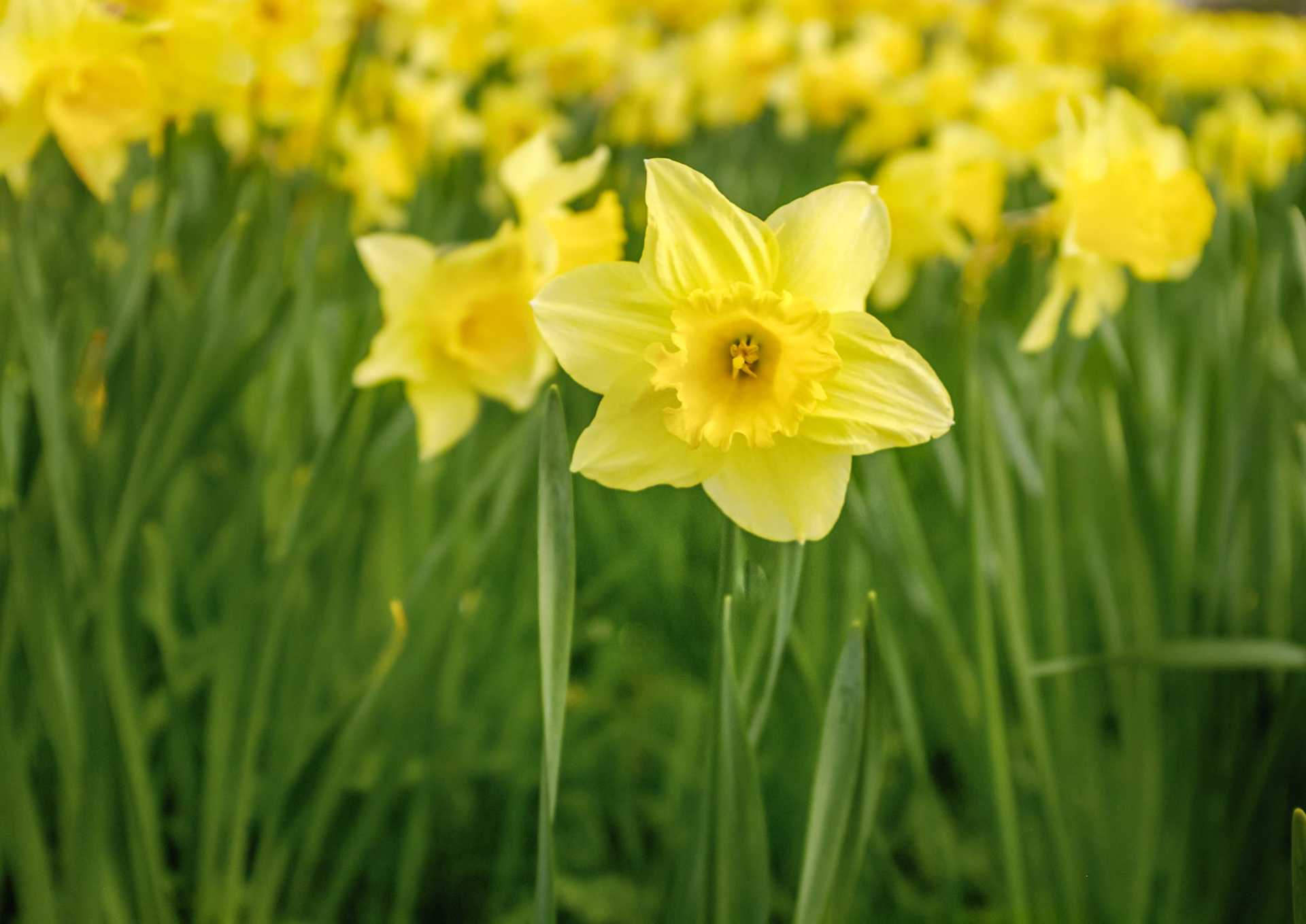 This image was captured at Ballintoy Harbour on the North Antrim Coast, Northern Ireland.