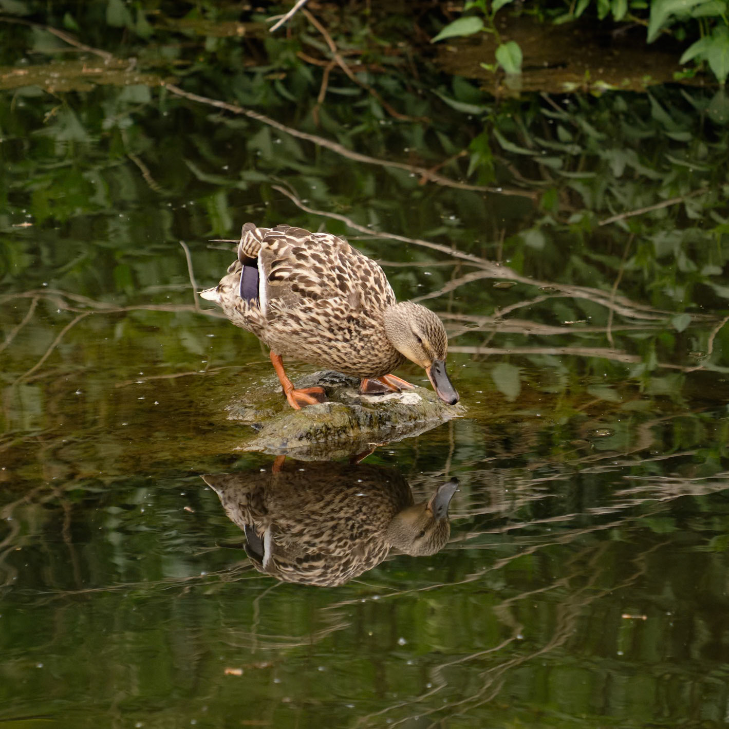 Sixmile River, Antrim