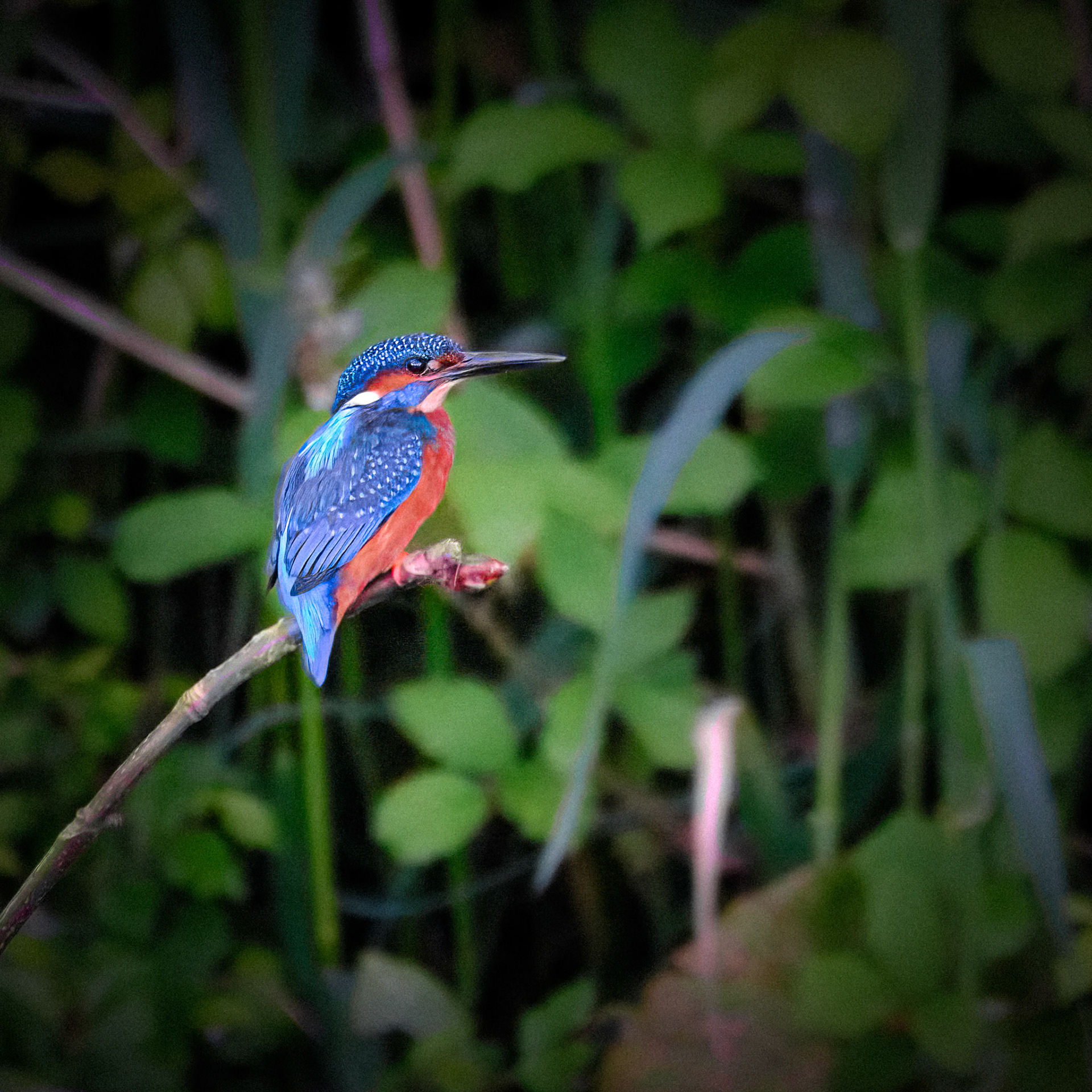 Kingfisher, Antrim Castle Gardens