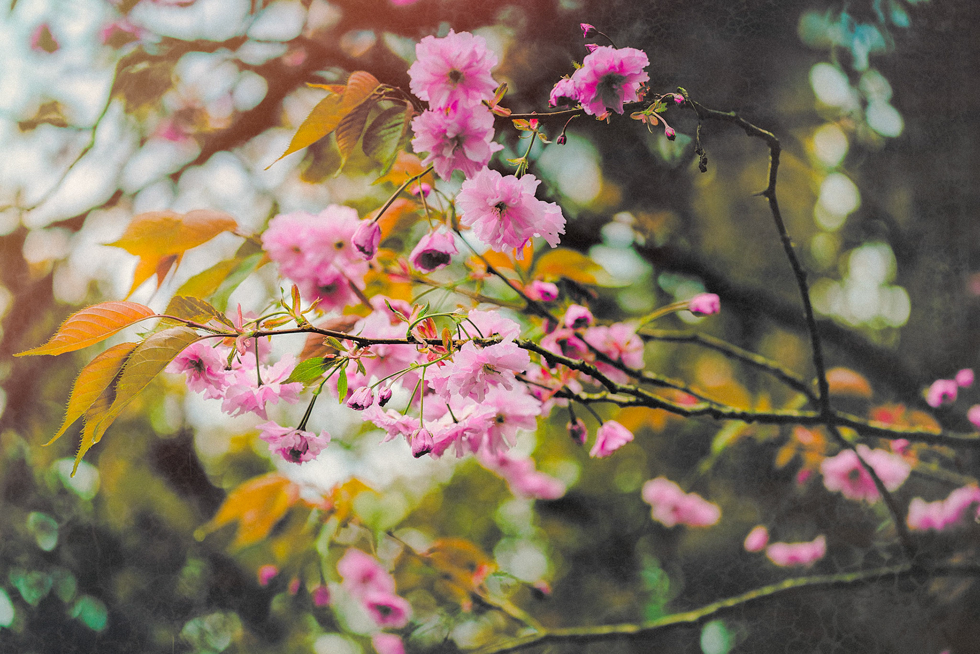 Dreaming of Spring, Pink blossom in Northern Ireland