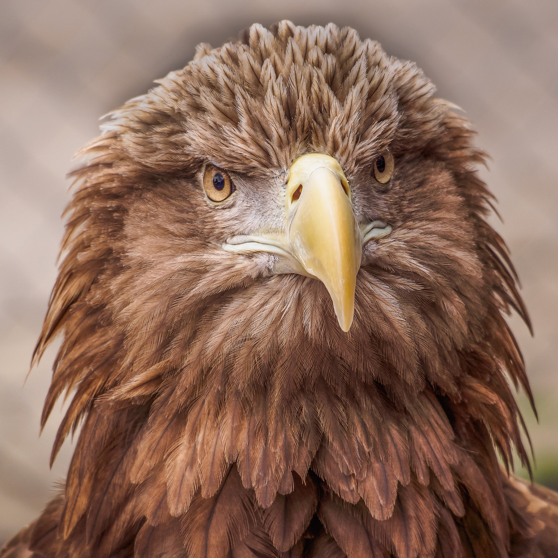 Watching You Watching Me