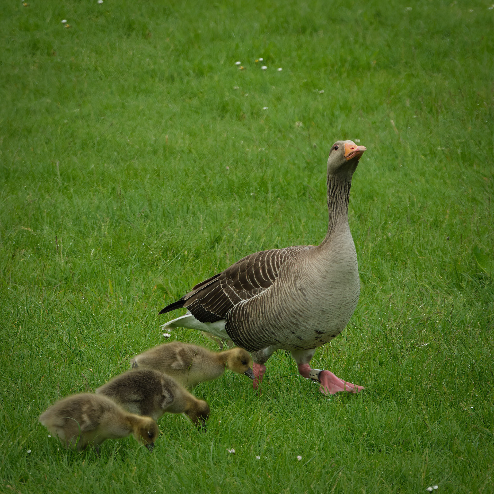 Geese, Belfast Waterworks