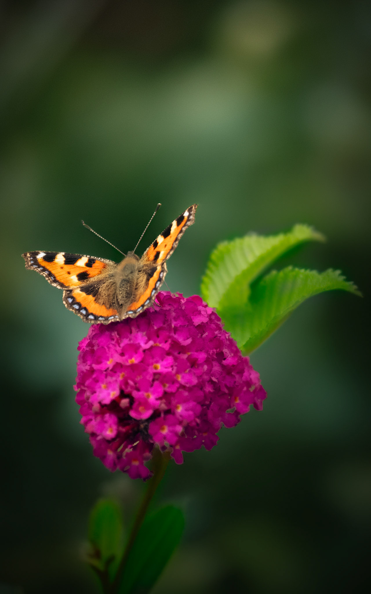 Butterfly, County Down