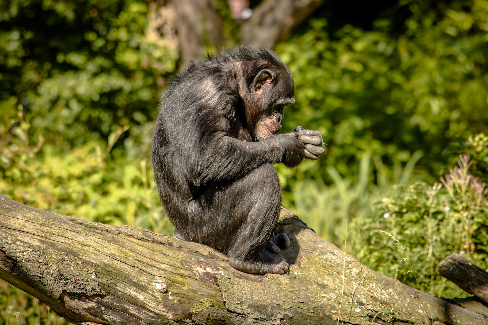My Precious, Chimpanzee at Dublin Zoo