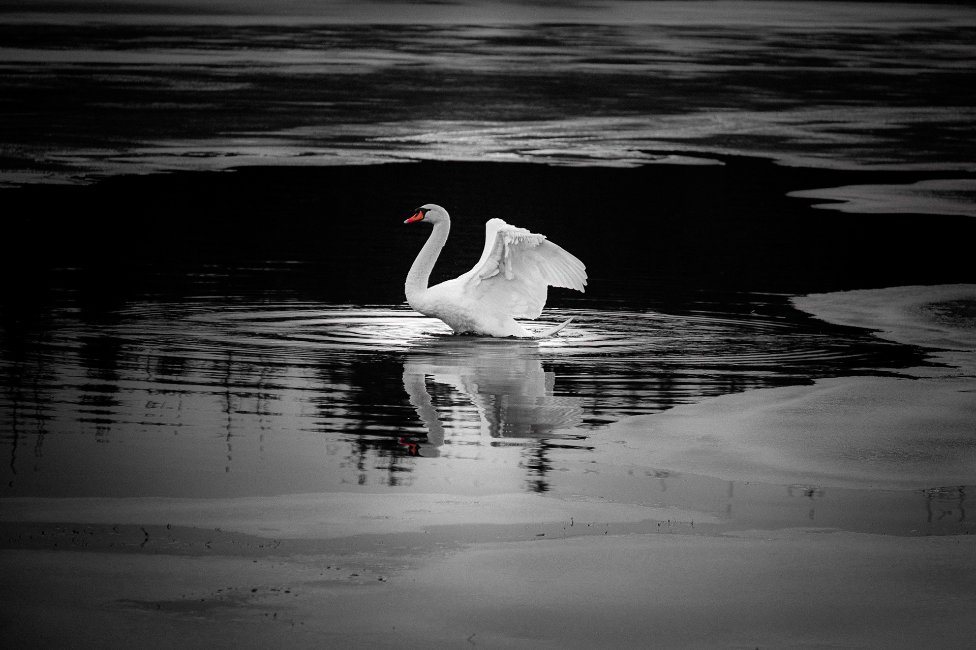 Swan on frozen lake