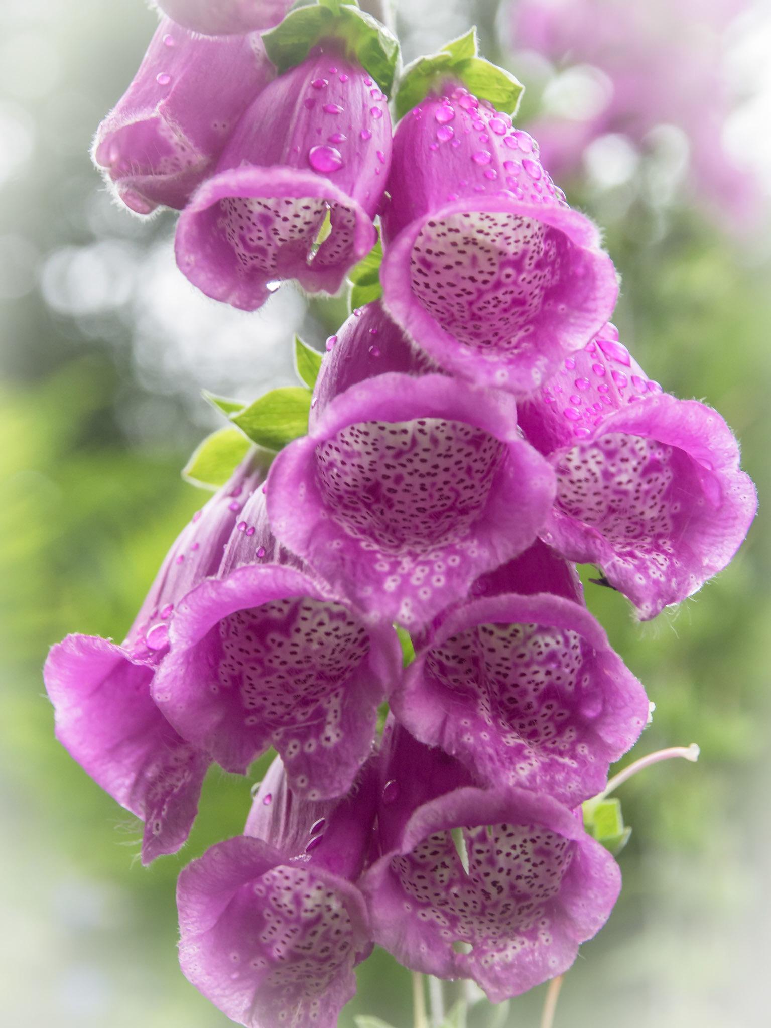 Photograph of foxgloves with rain droplets and a dreamy effect.