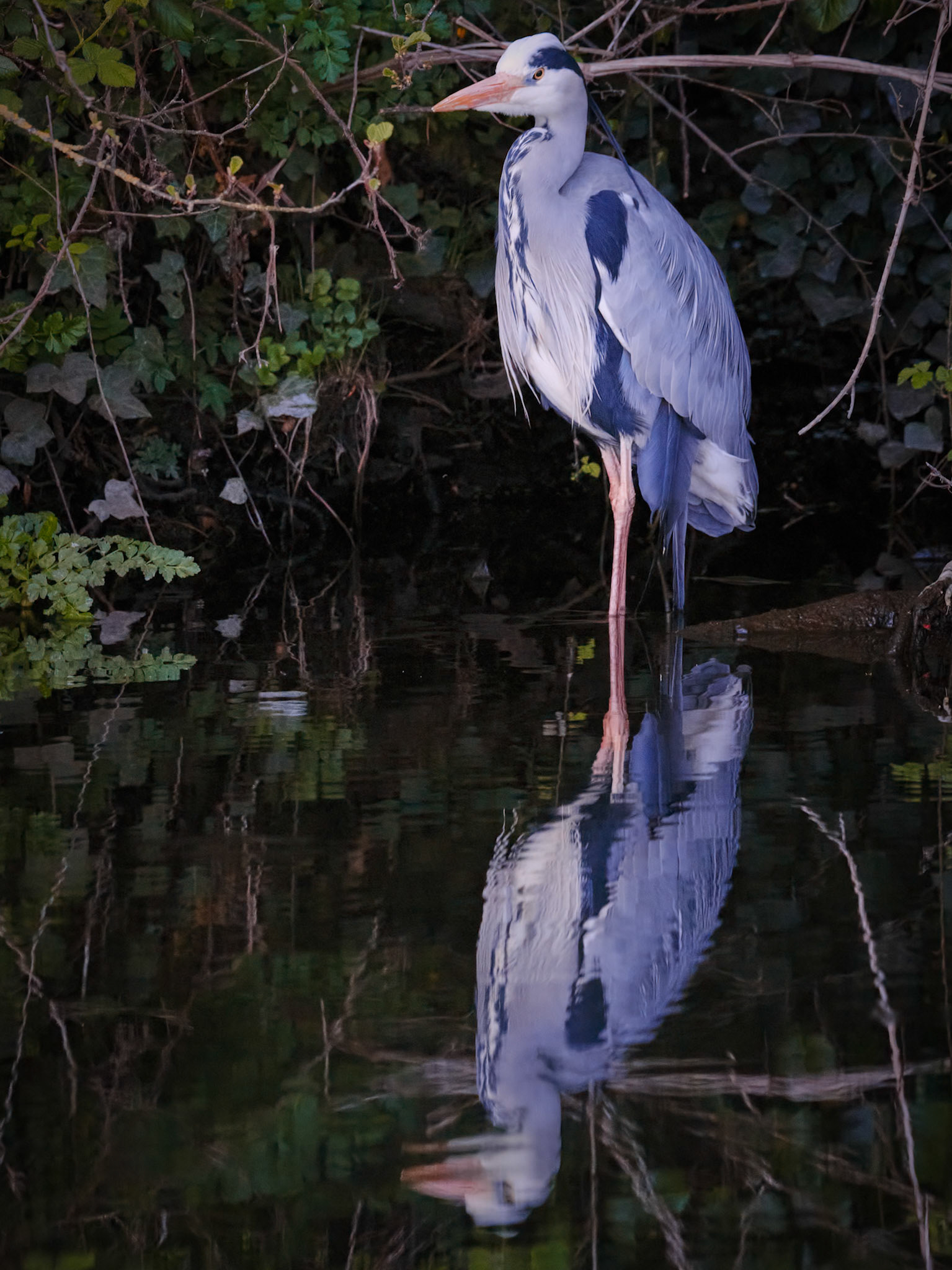 Grey Heron, Antrim Caste Gardens