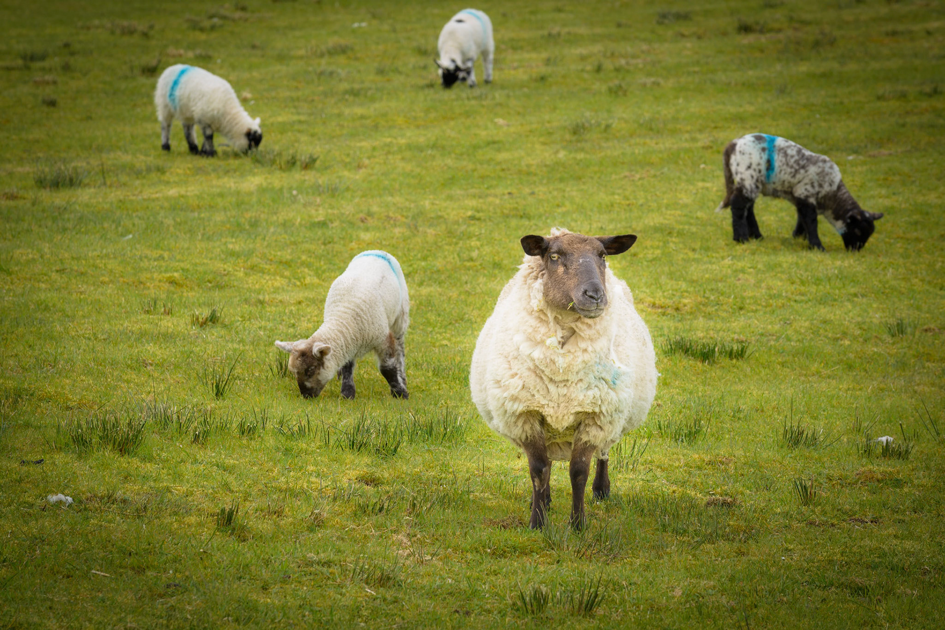 The Family, County Antrim