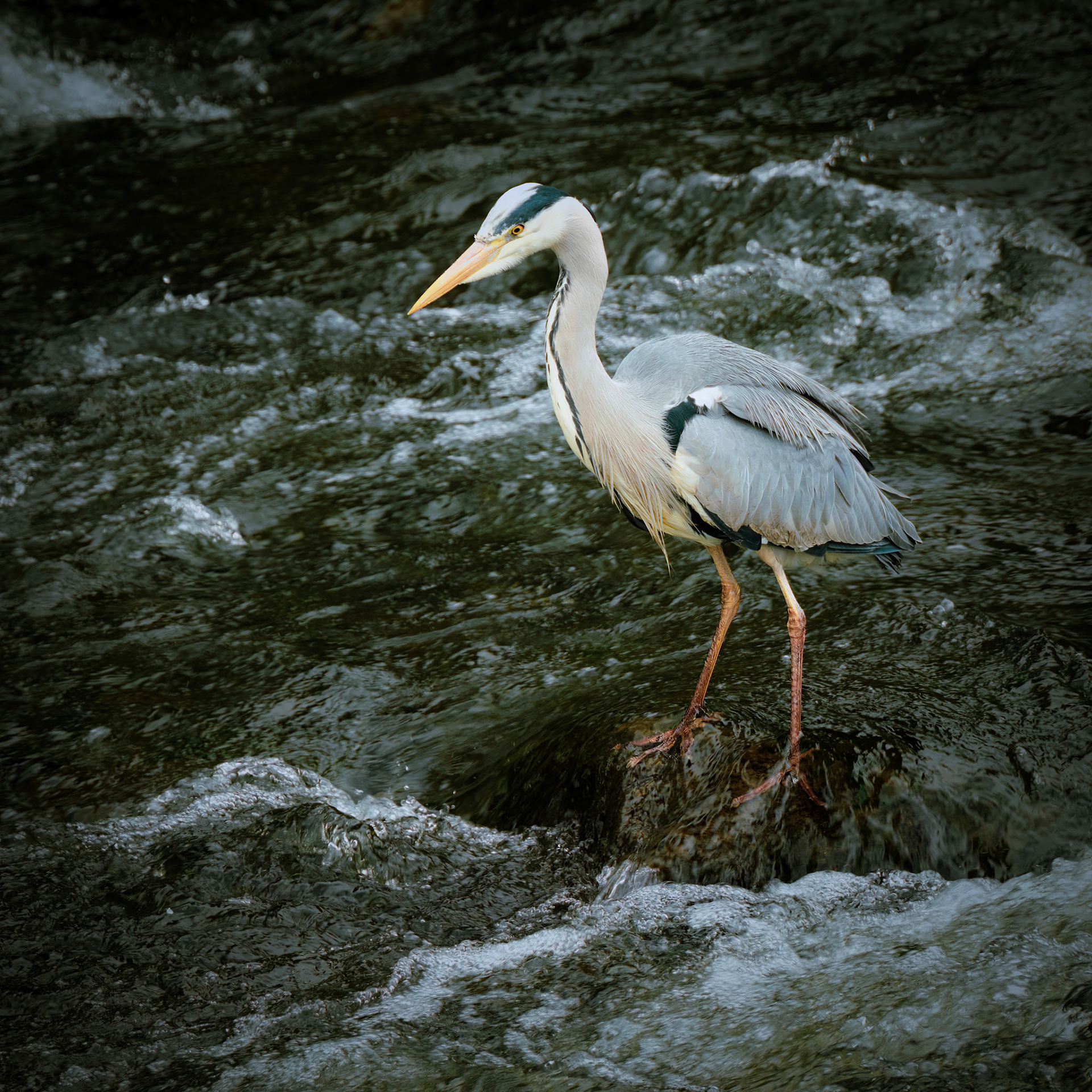 Grey Heron, Galgorm Hotel