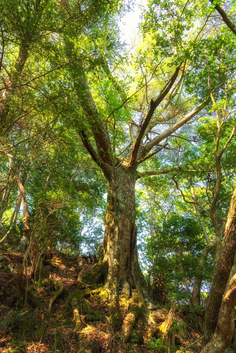 Nature