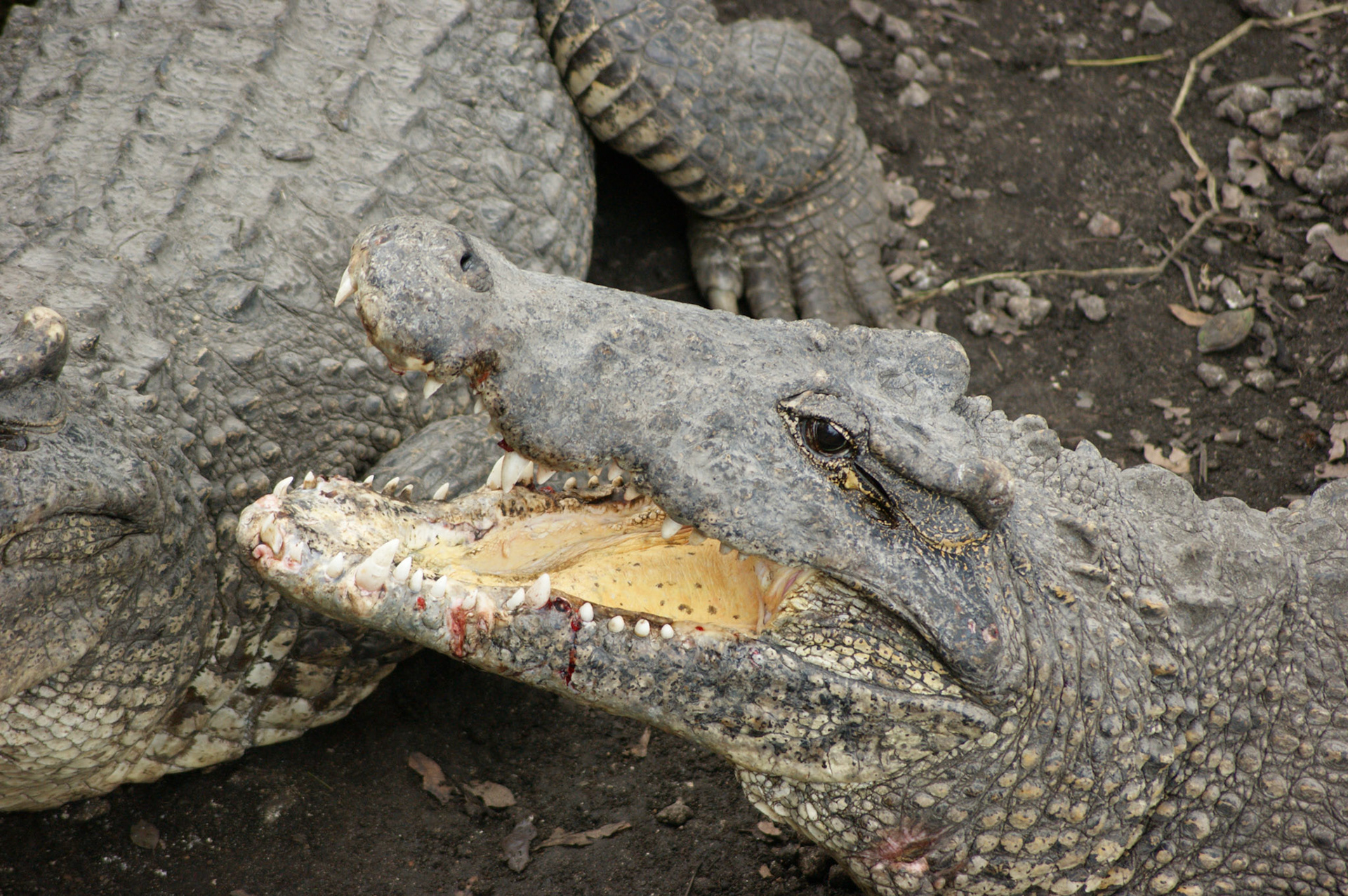 SONY DSC