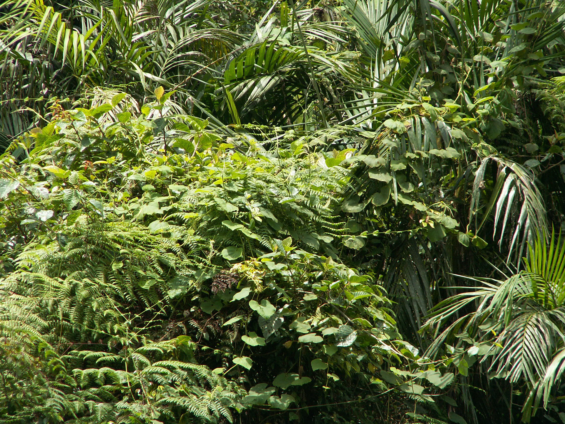 KONICA MINOLTA DIGITAL CAMERA