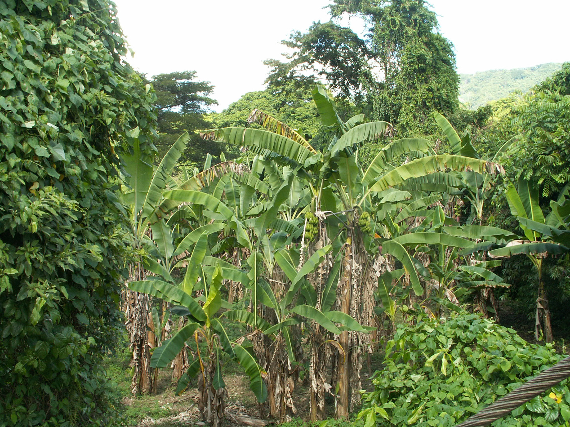 KONICA MINOLTA DIGITAL CAMERA