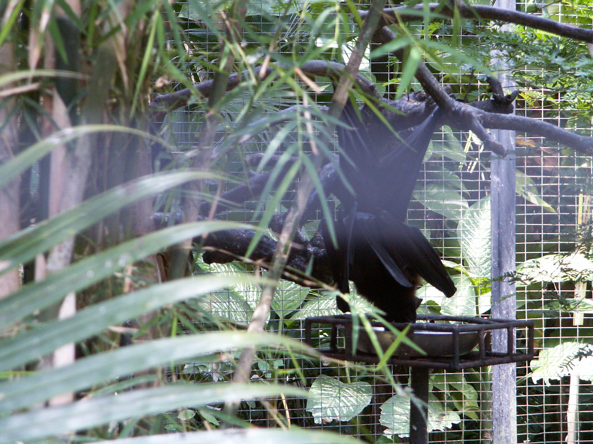 KONICA MINOLTA DIGITAL CAMERA