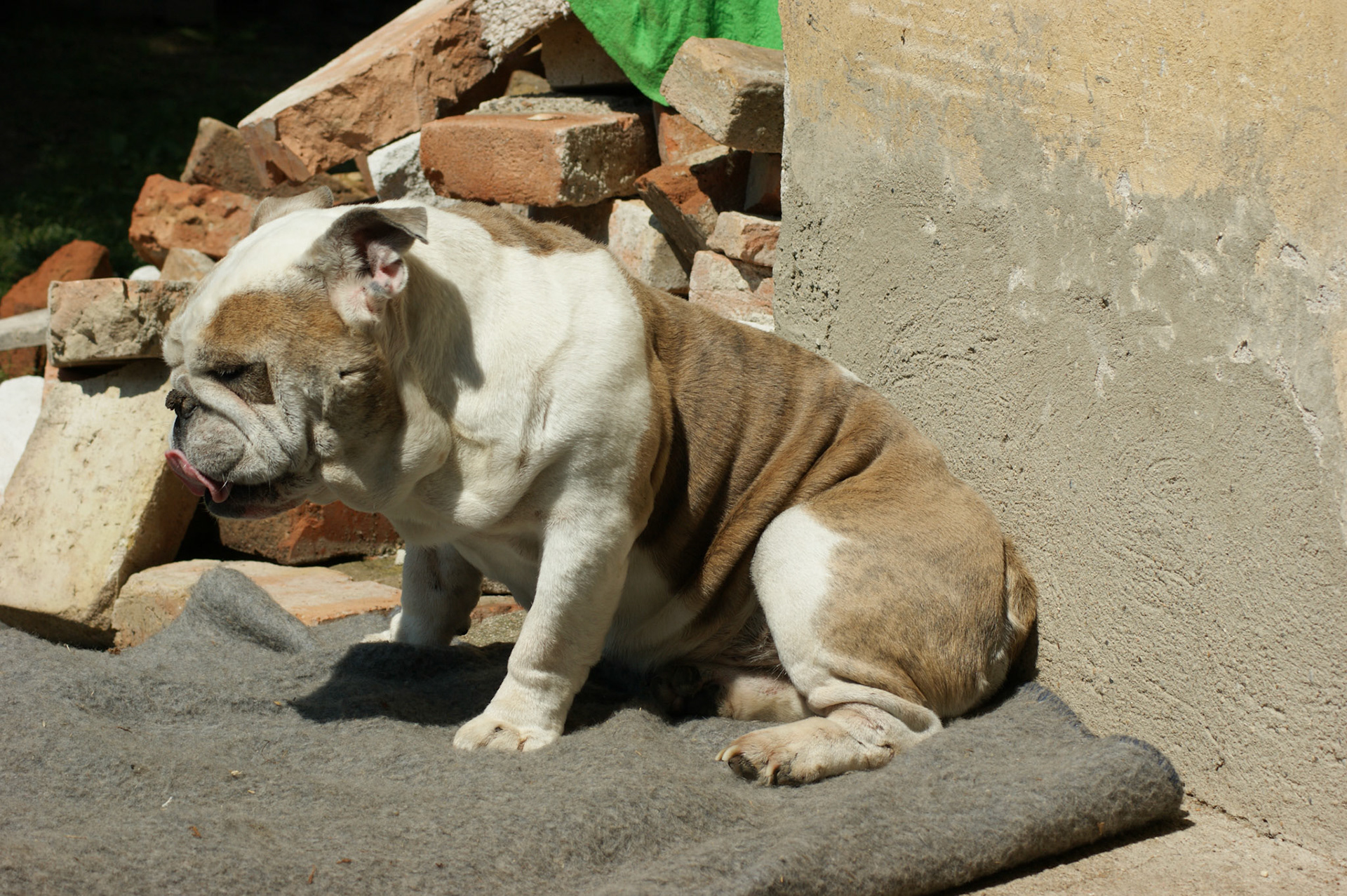 SONY DSC